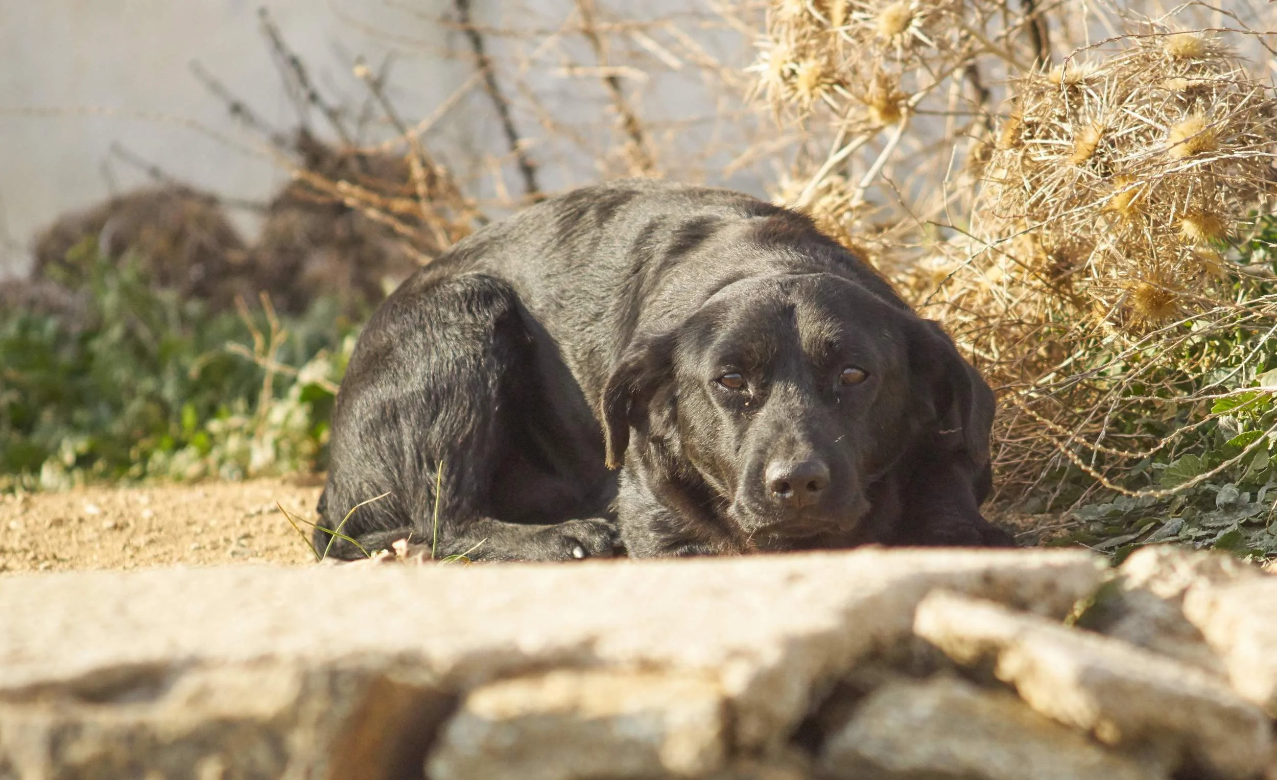 Bruno mix | Mykonos dog rescue and adoption | Sylvie Desneux Poulgouras