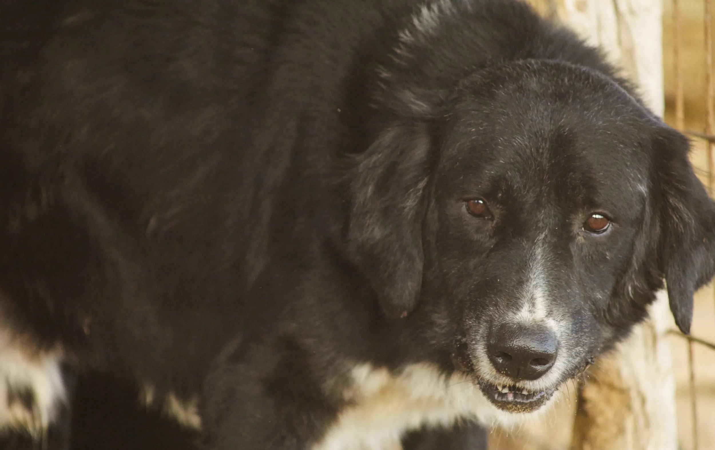 Malcom Greek sheep dog | Mykonos dog rescue and adoption | Yiannis and Angeliki Poulos