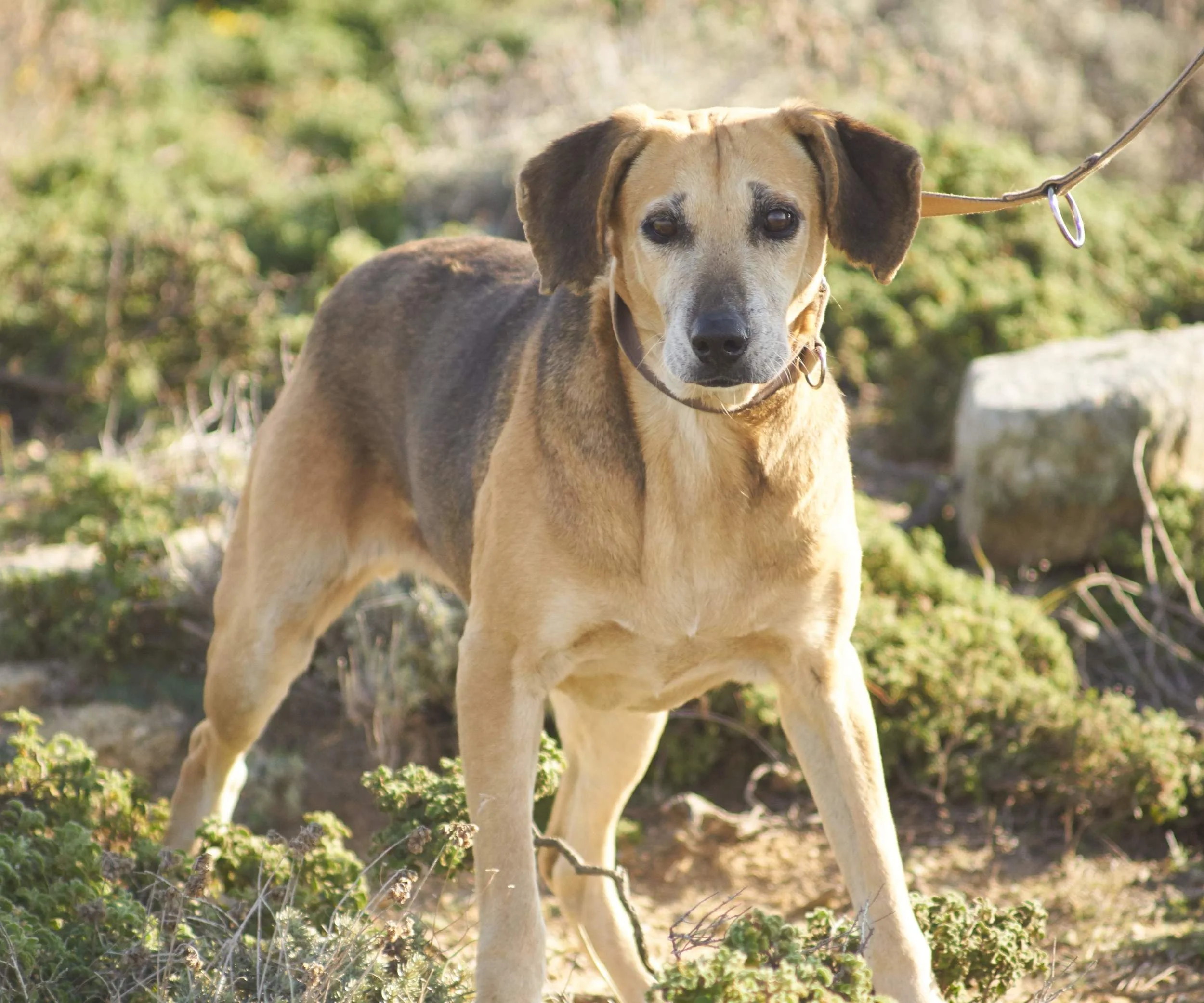 Aroula hunting dog mix | Mykonos dog rescue and adoption | Olympia Vasileiou