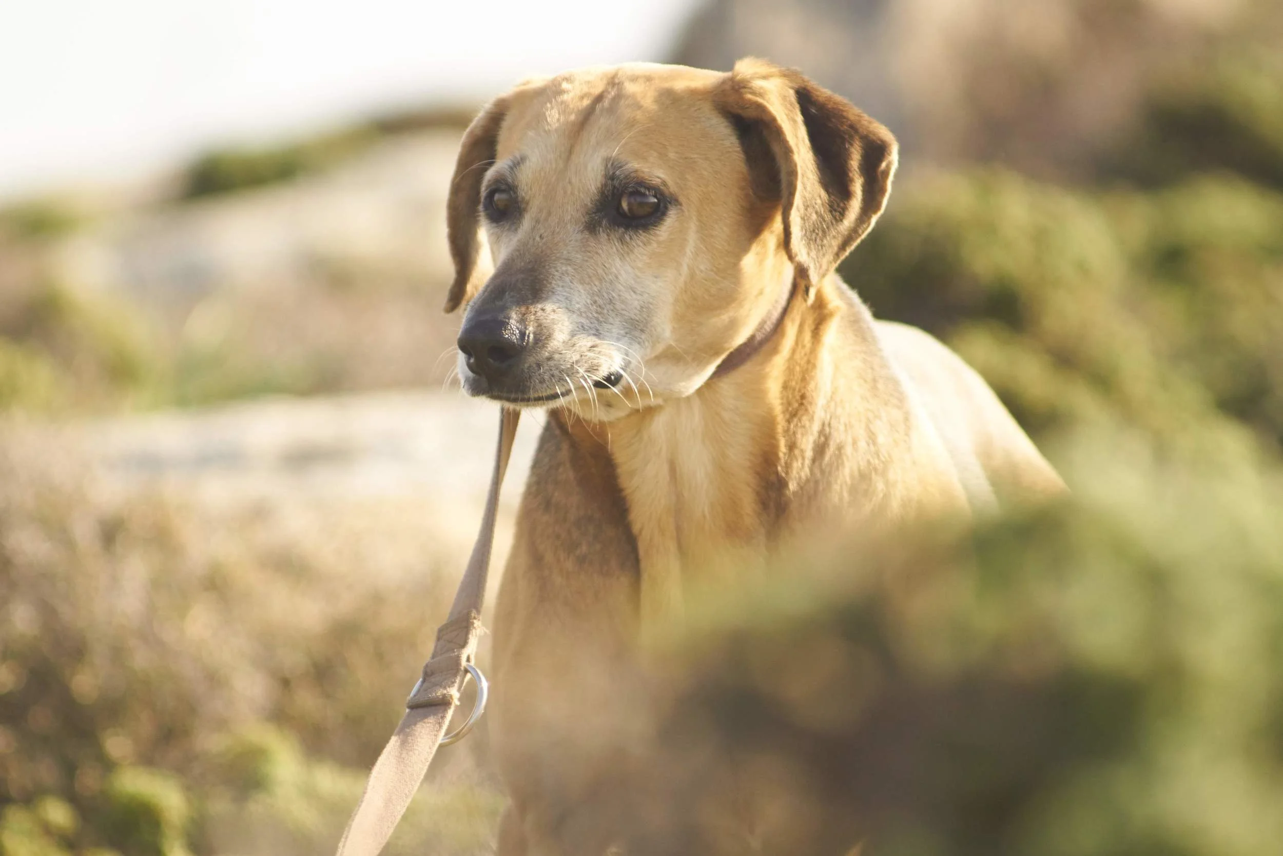 Aroula hunting dog mix | Mykonos dog rescue and adoption | Olympia Vasileiou