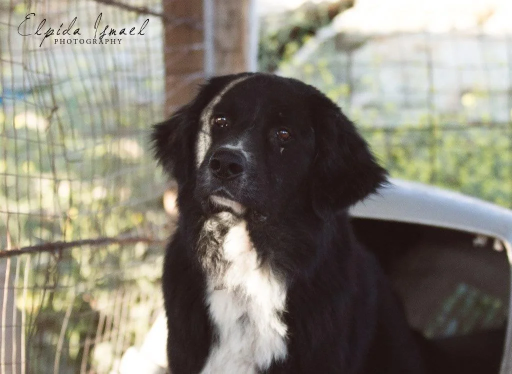 Malcom Greek sheep dog | Mykonos dog rescue and adoption | Yiannis and Angeliki Poulos