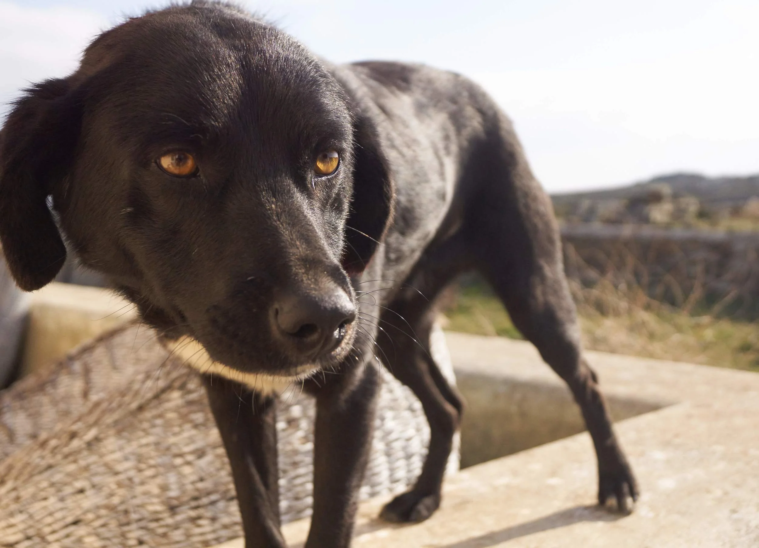 Nicolas mix | Mykonos dog rescue and adoption