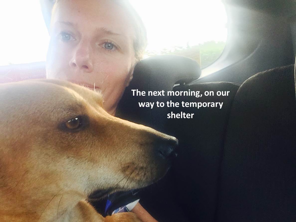 Heinz Mix | Mykonos dog rescue and adoption | Isabella Santana