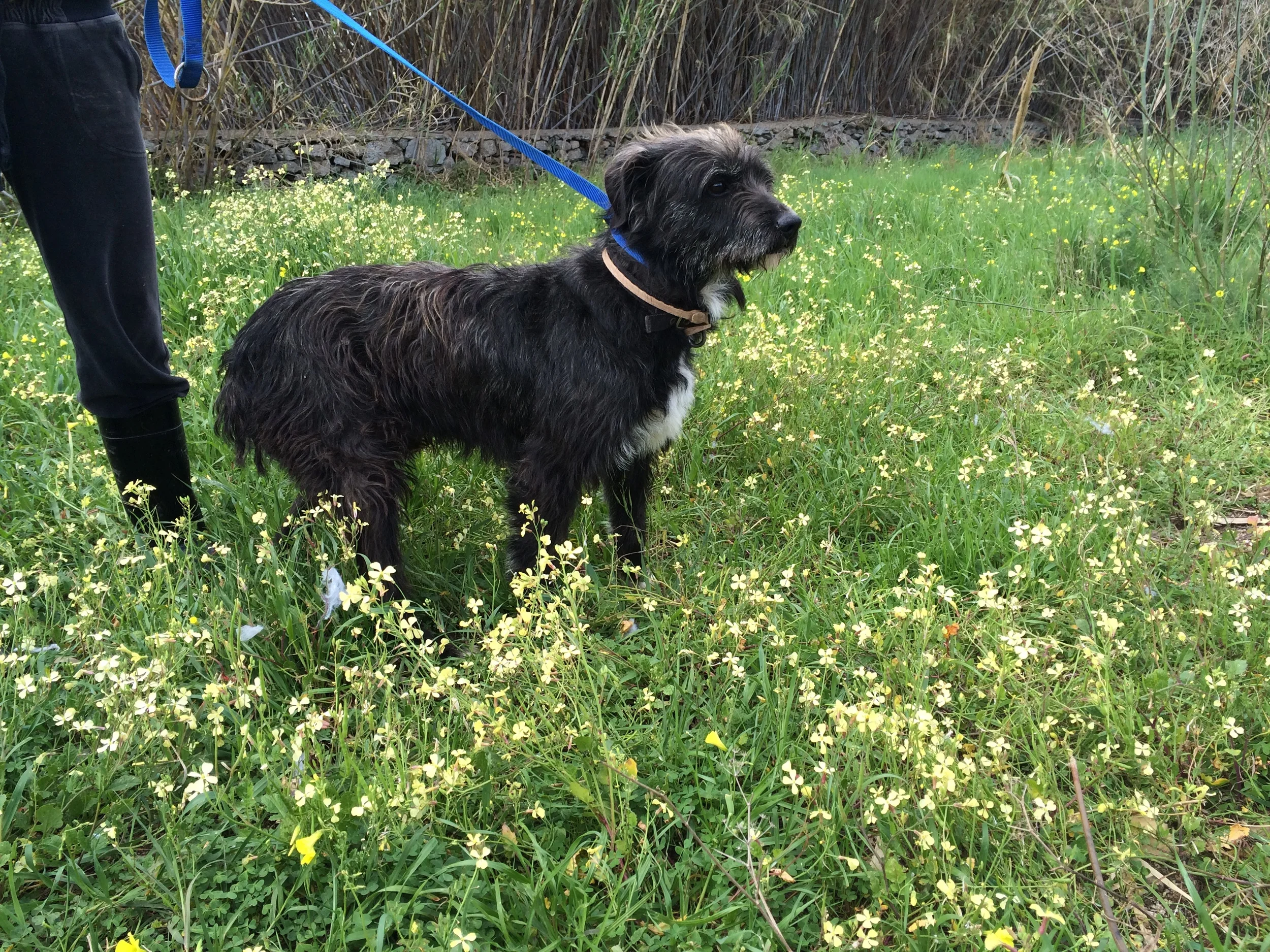 Simba - griffon mix | Mykonos dog rescue and adoption