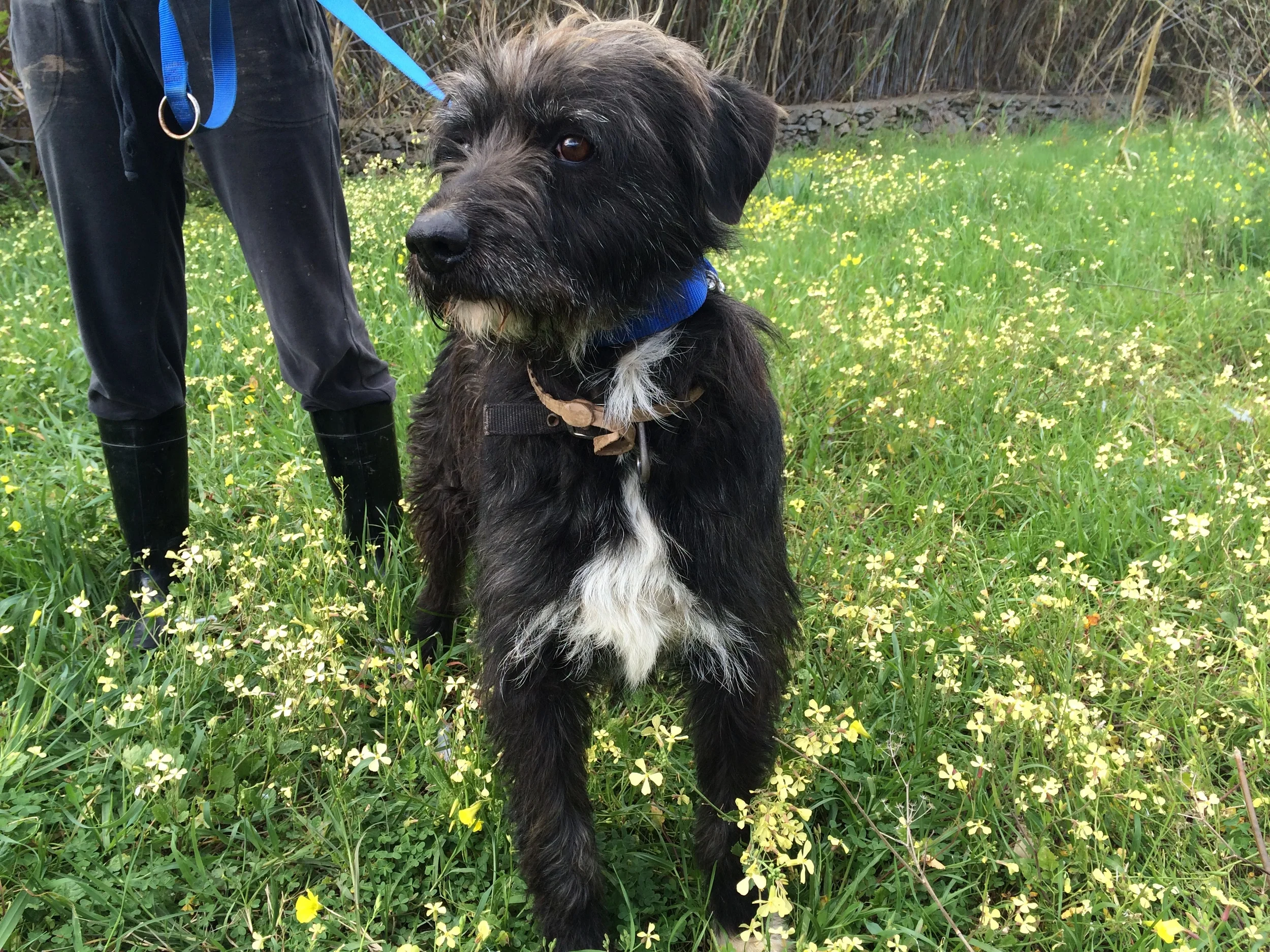 Simba - griffon mix | Mykonos dog rescue and adoption