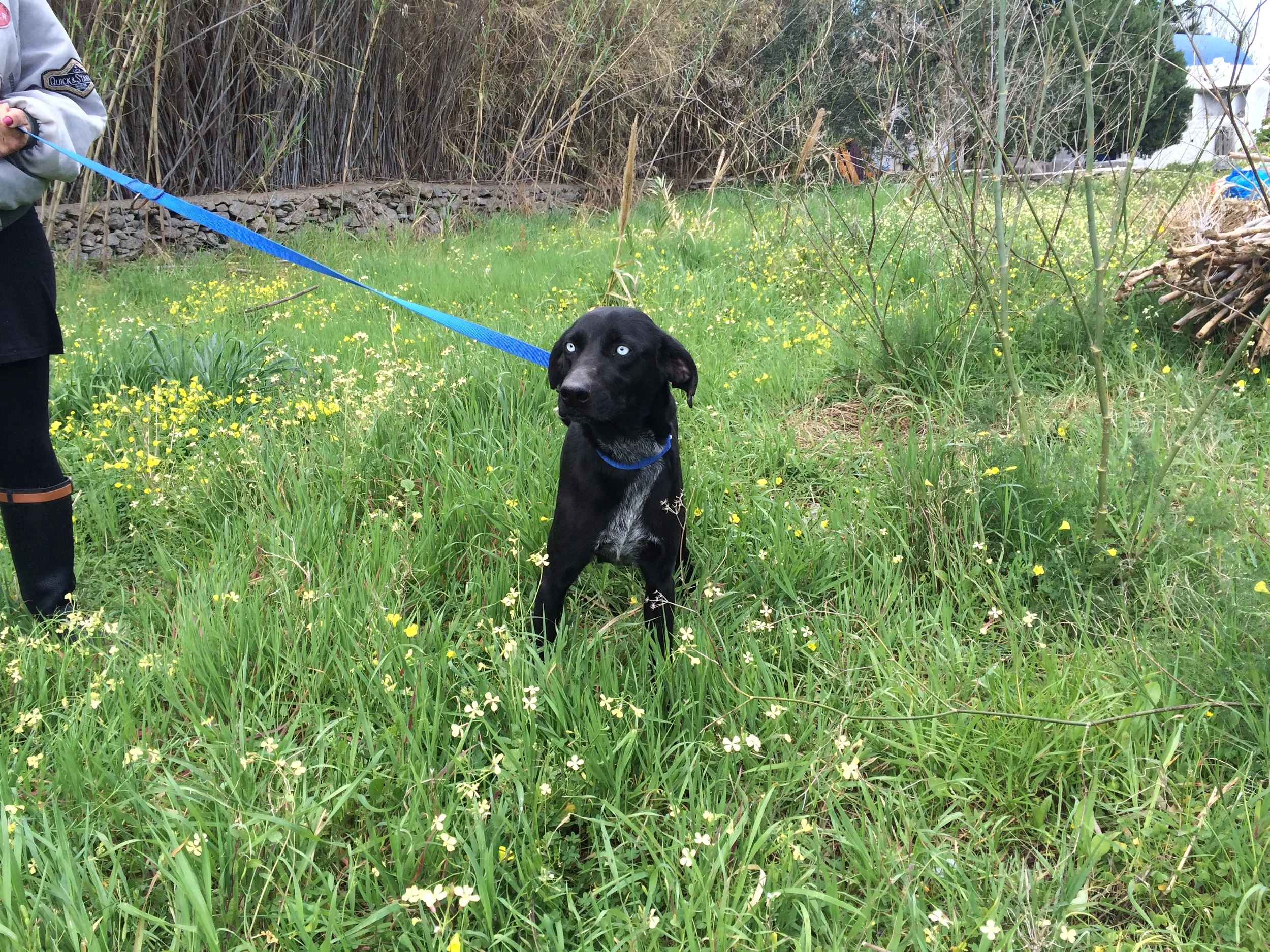 Tyson mix | Mykonos dog rescue and adoption | Stephen Golden | Claudia Golden