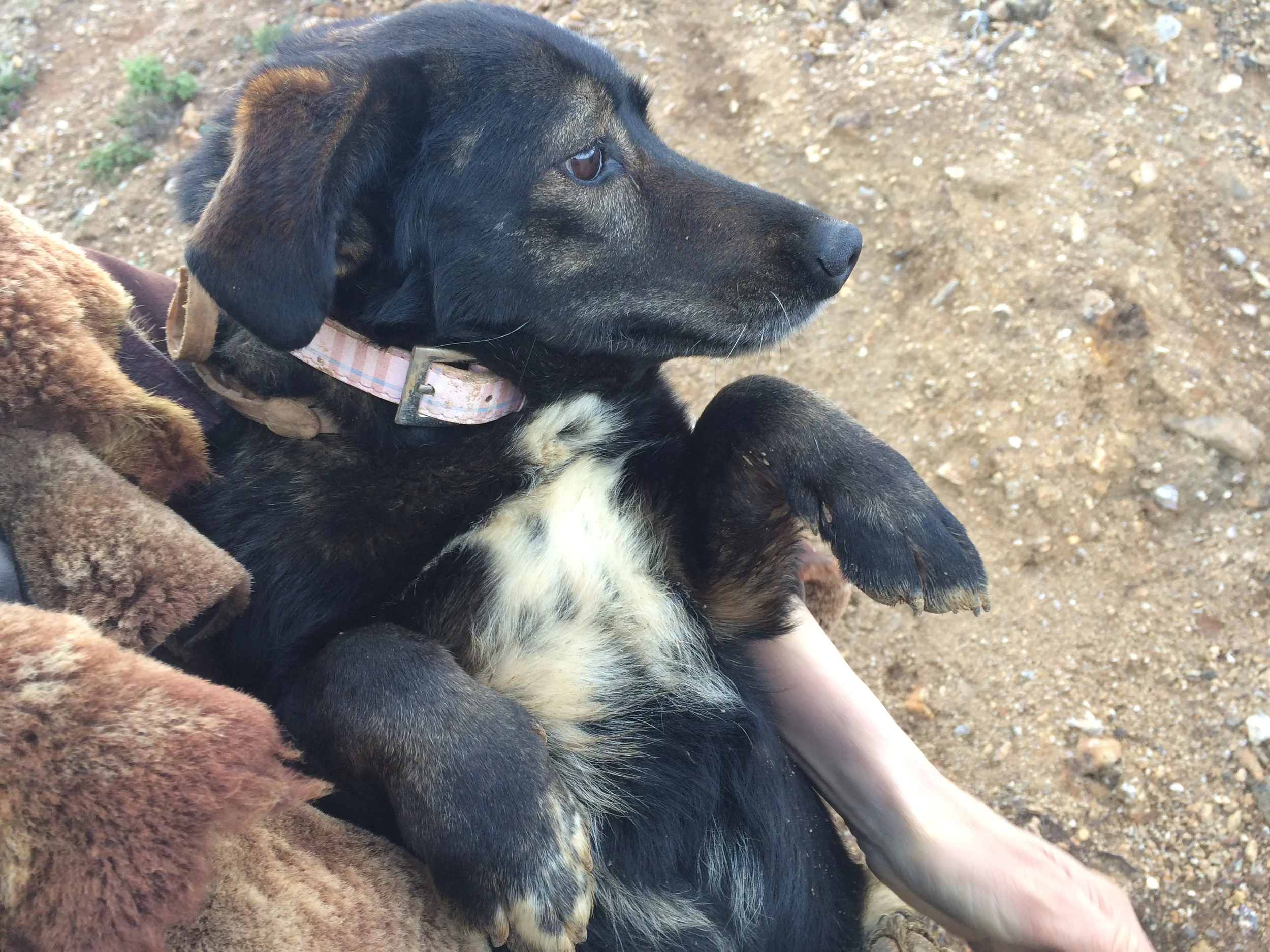 Lili mix | Mykonos dog rescue and adoption | Lina Toledo Kitsos | George Kitsos