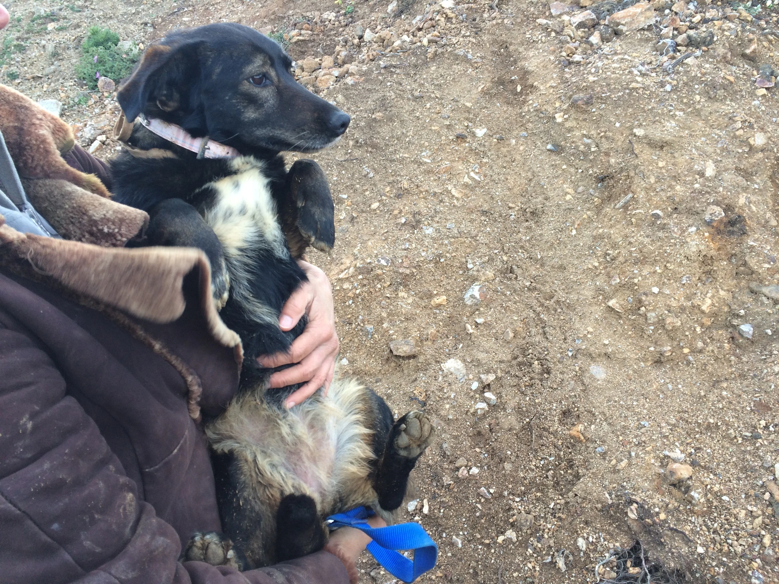 Lili mix | Mykonos dog rescue and adoption | Lina Toledo Kitsos | George Kitsos