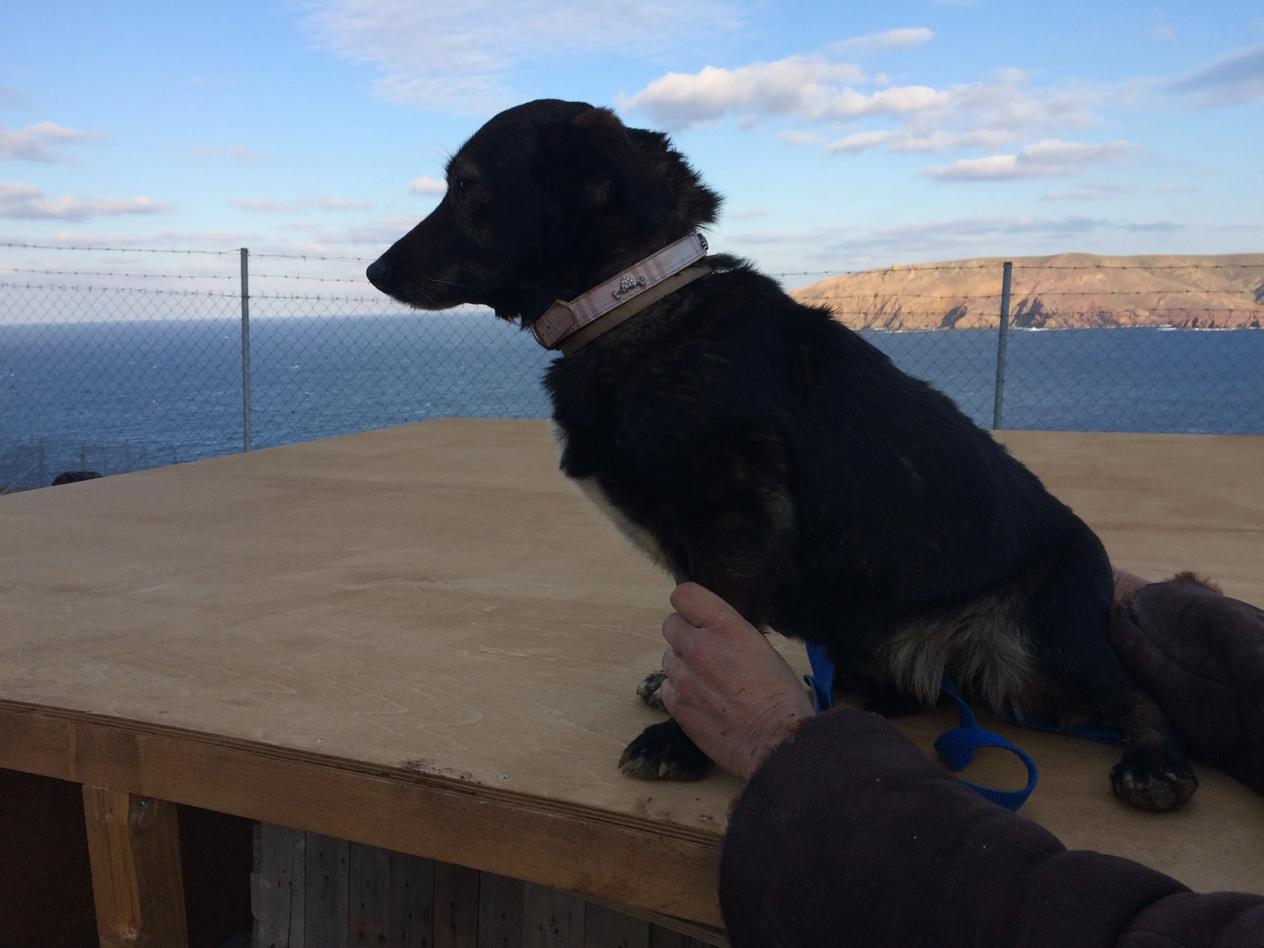 Lili mix | Mykonos dog rescue and adoption | Lina Toledo Kitsos | George Kitsos