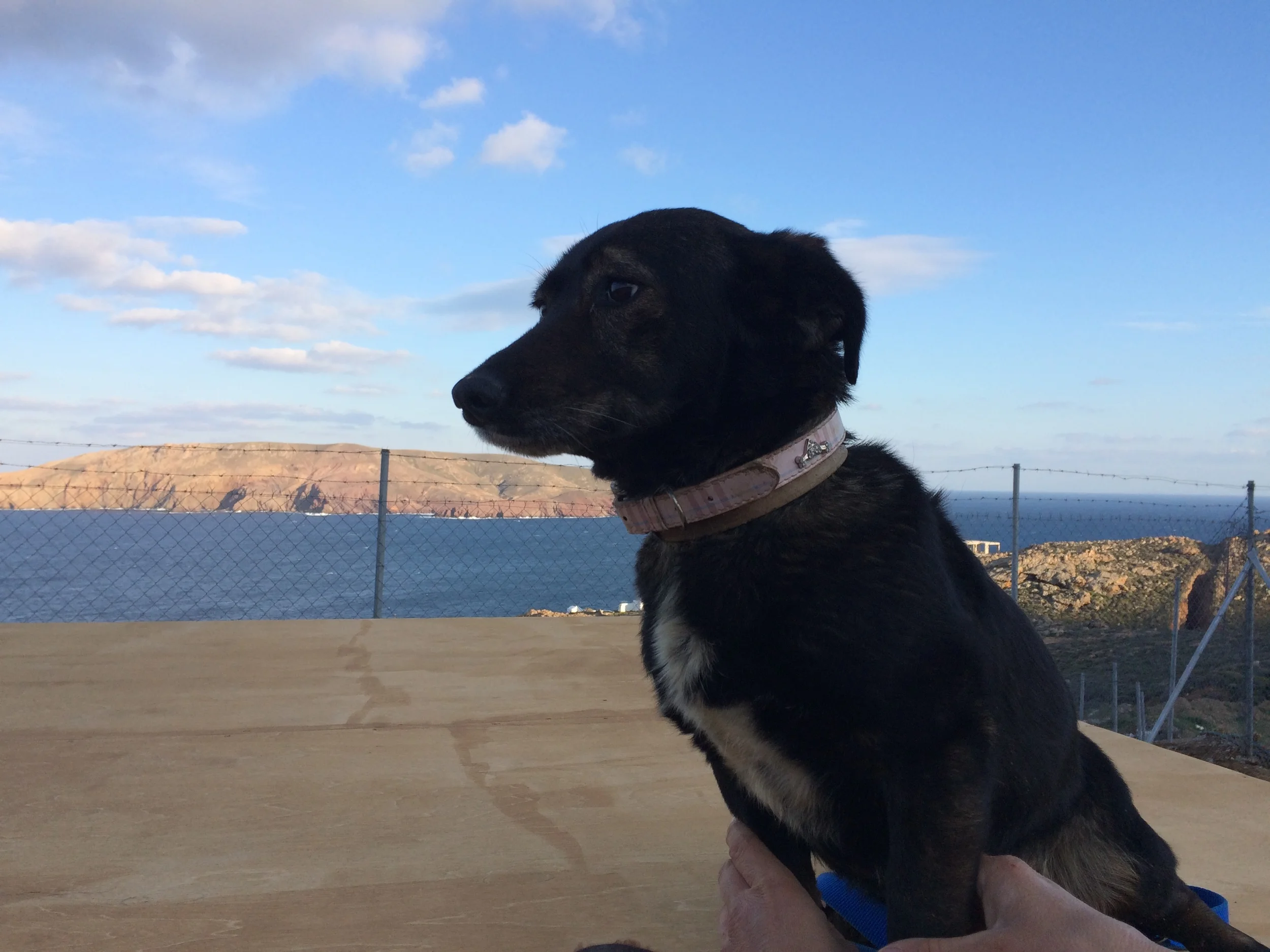 Lili mix | Mykonos dog rescue and adoption | Lina Toledo Kitsos | George Kitsos