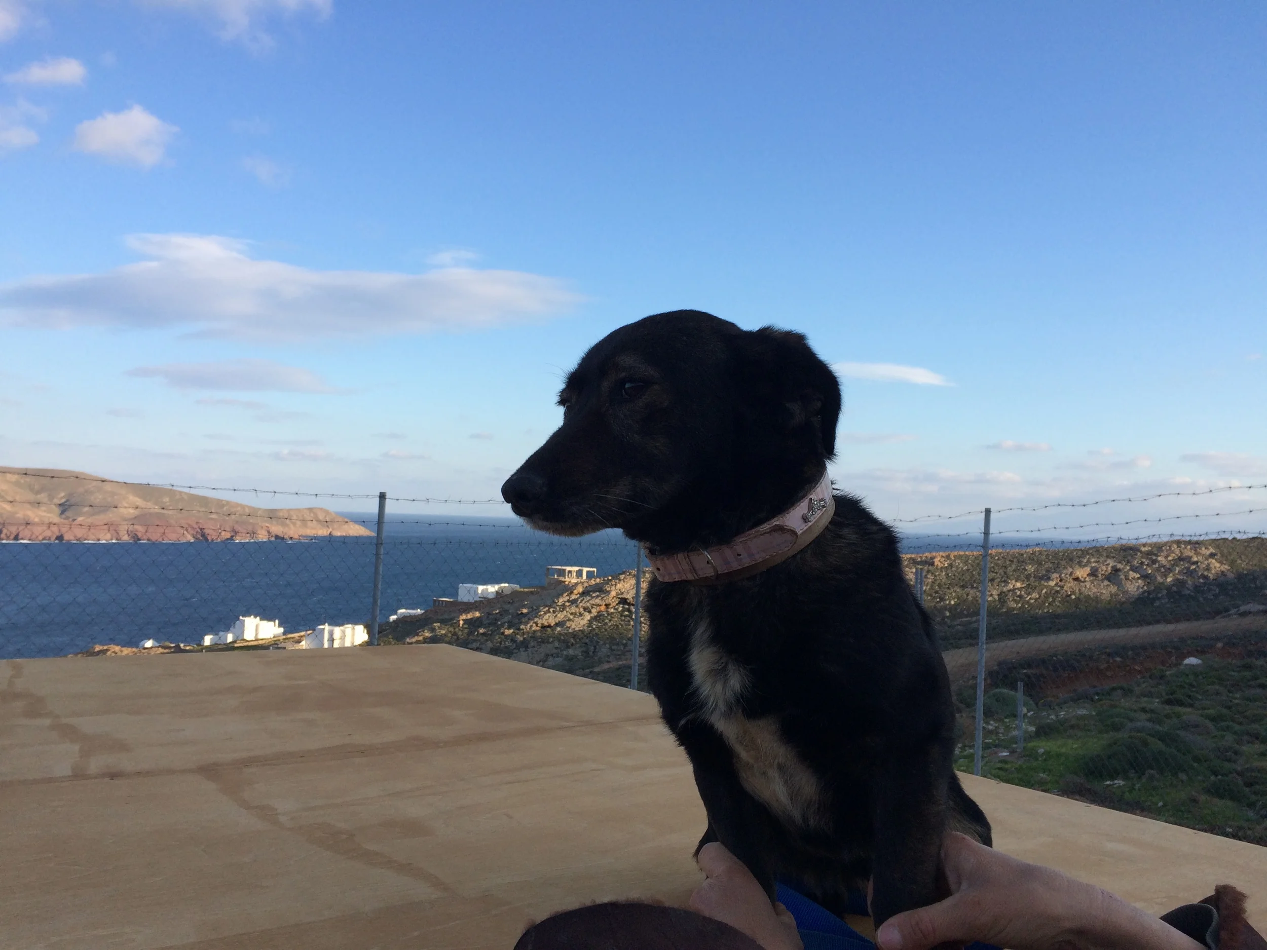 Lili mix | Mykonos dog rescue and adoption | Lina Toledo Kitsos | George Kitsos