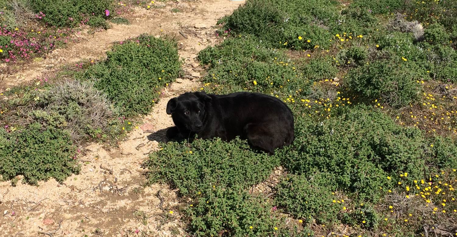 Kostakis mix | Mykonos dog rescue and adoption