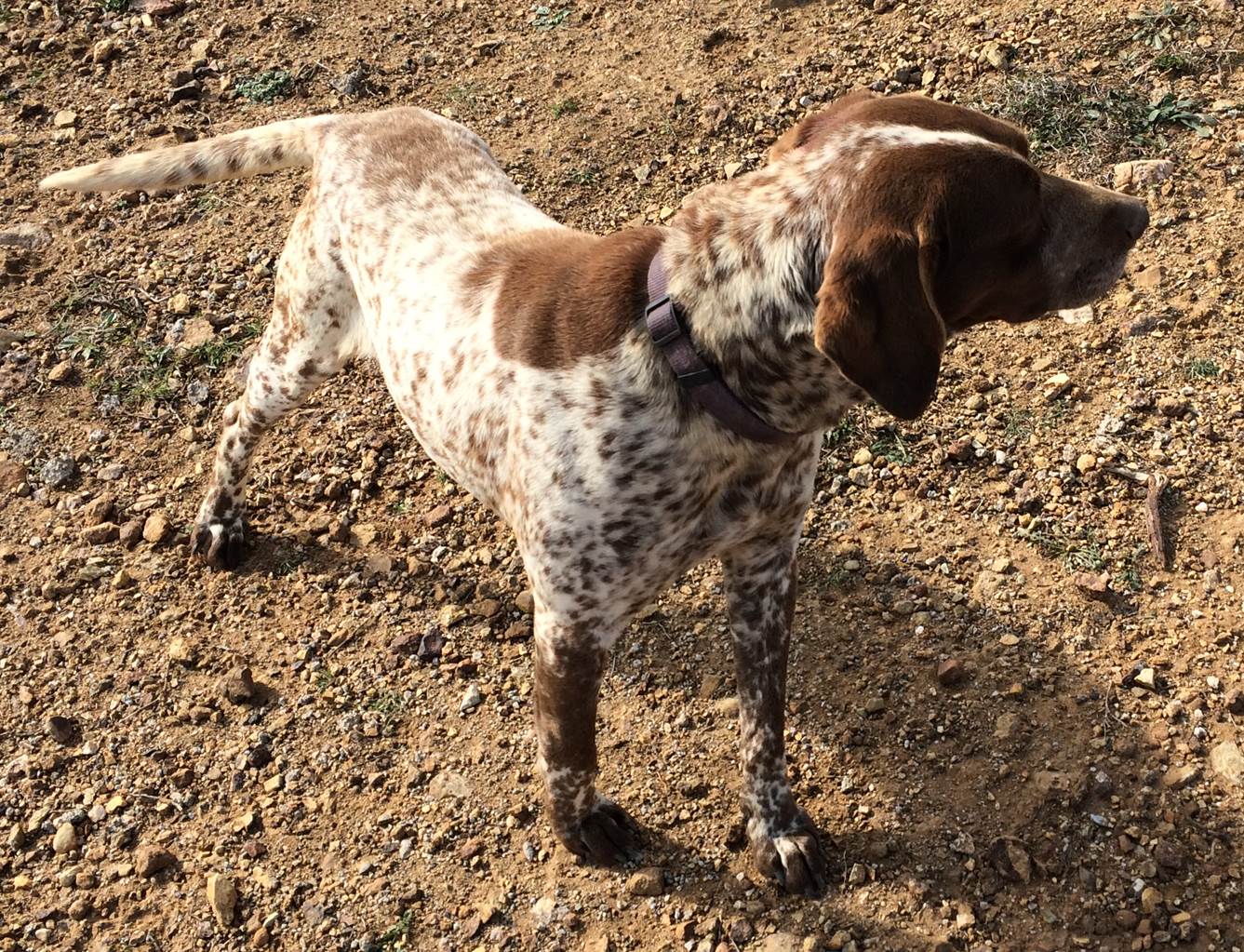 Doggie French Drag breed hunting dog | Mykonos dog rescue and adoption | Hafssa Serraj