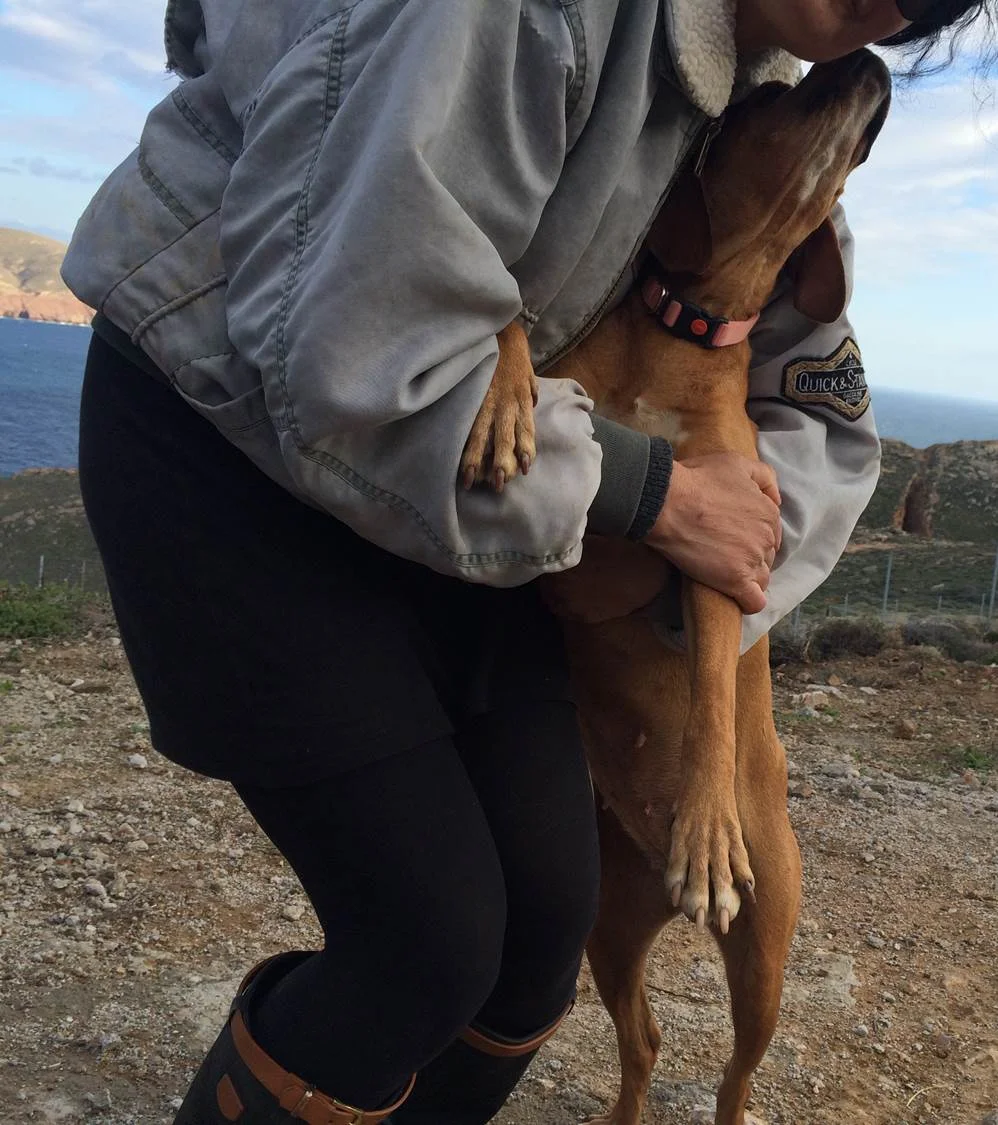 Lucie hunting dog | Mykonos dog rescue and adoption | Katharina Heimann | Stephan Robering