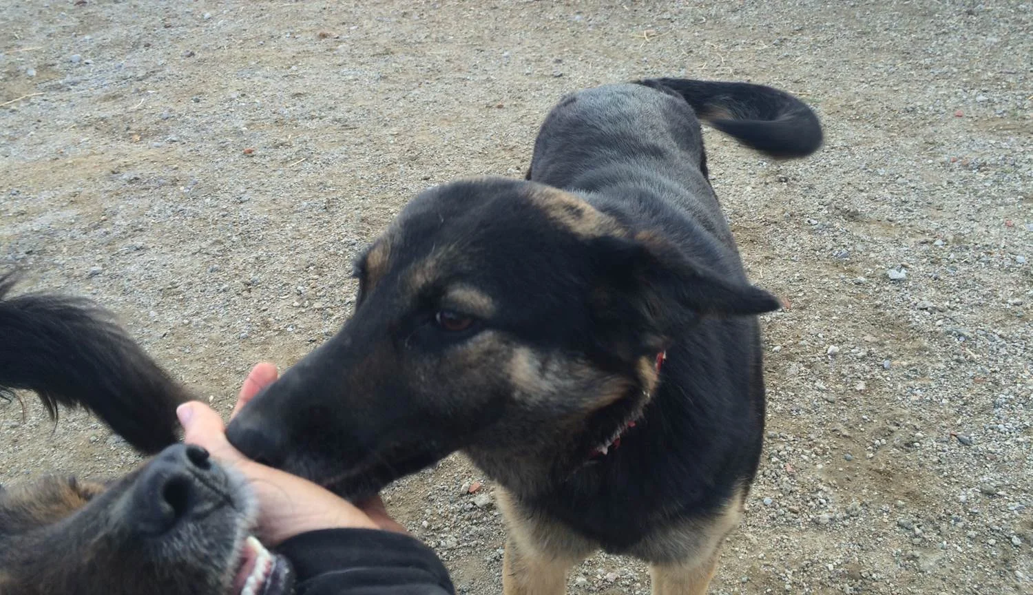 Suzy German sheperd mix | Mykonos dog rescue and adoption | Vassilis Antoniades | Katerina Papageorgiou