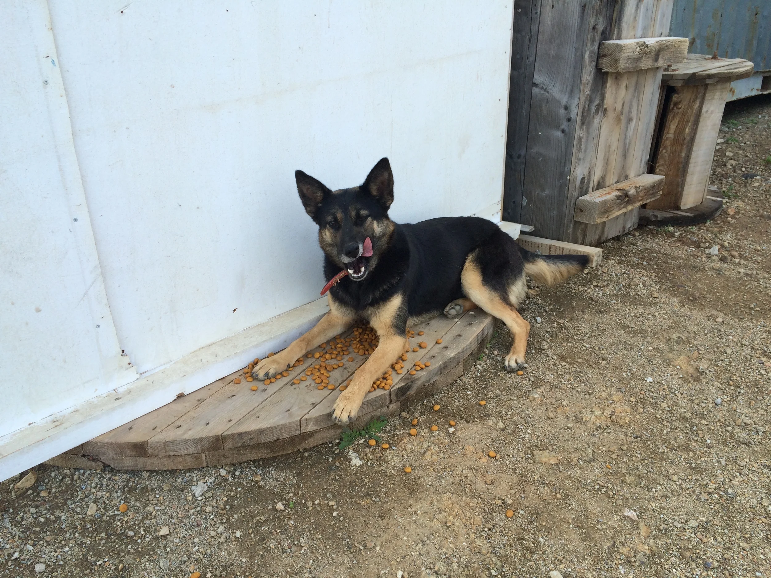 Suzy German sheperd mix | Mykonos dog rescue and adoption | Vassilis Antoniades | Katerina Papageorgiou