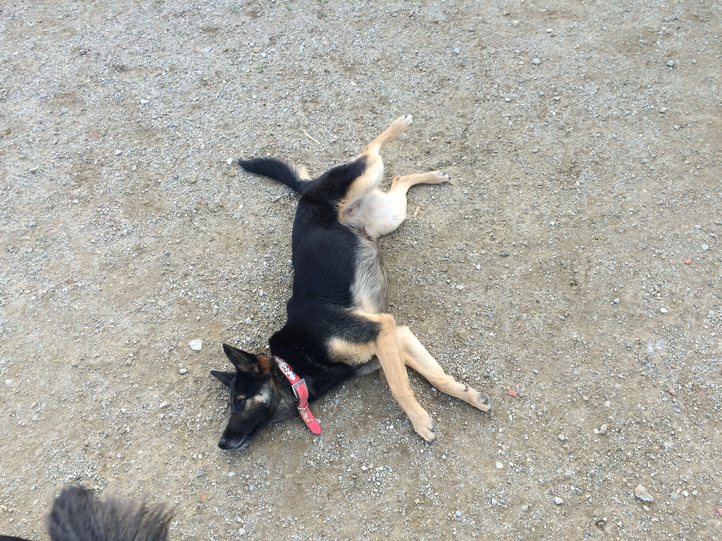 Suzy German sheperd mix | Mykonos dog rescue and adoption | Vassilis Antoniades | Katerina Papageorgiou