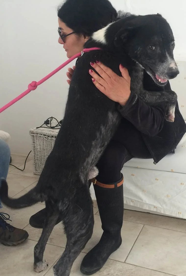Jack mix | Mykonos dog rescue and adoption | Tina Michalski | Atlantida Angeli