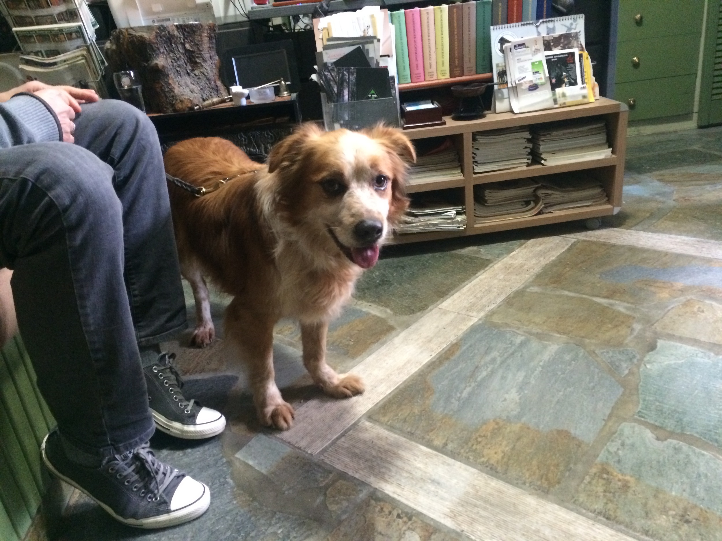 Benny mix | Mykonos dog rescue and adoption