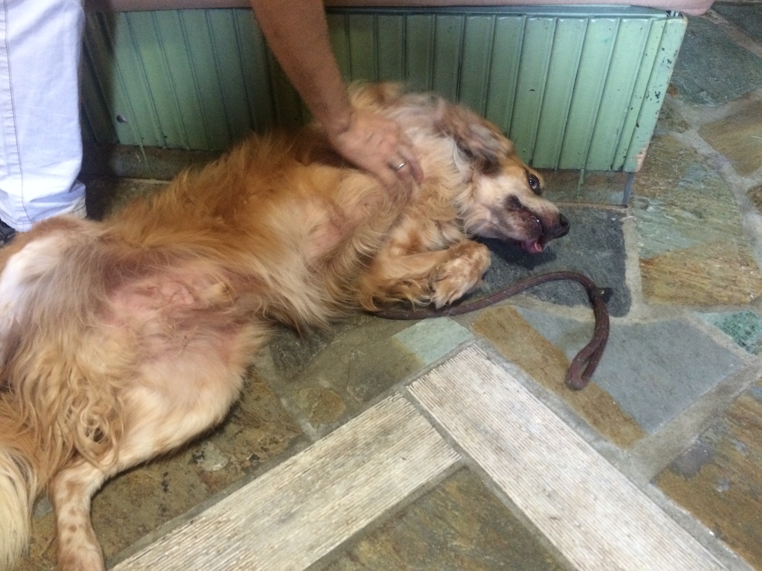 Benny mix | Mykonos dog rescue and adoption