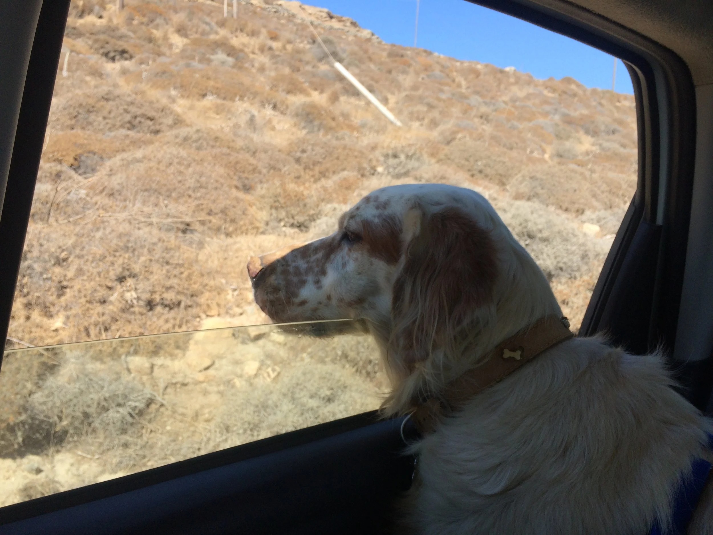 Rex English setter | Mykonos dog rescue and adoption | Luca Pisaroni and Cate Pisaroni