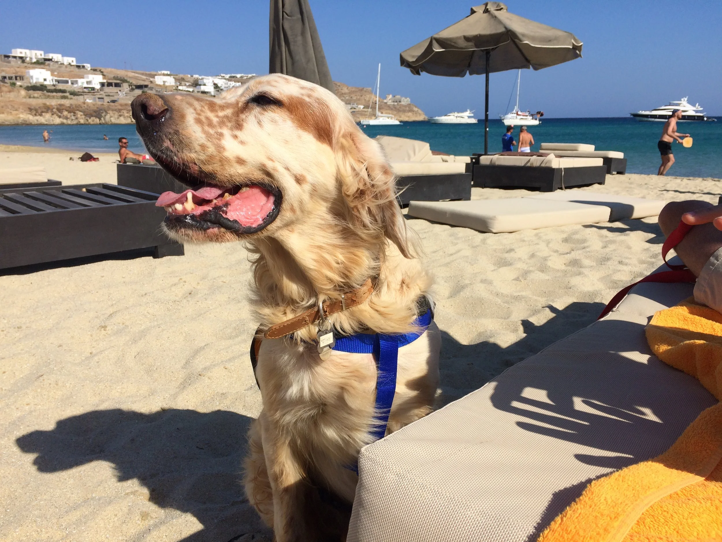 Rex English setter | Mykonos dog rescue and adoption | Luca Pisaroni and Cate Pisaroni