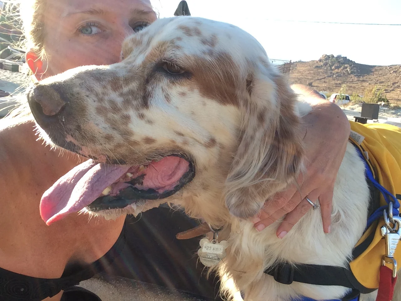 Rex English setter | Mykonos dog rescue and adoption | Luca Pisaroni and Cate Pisaroni