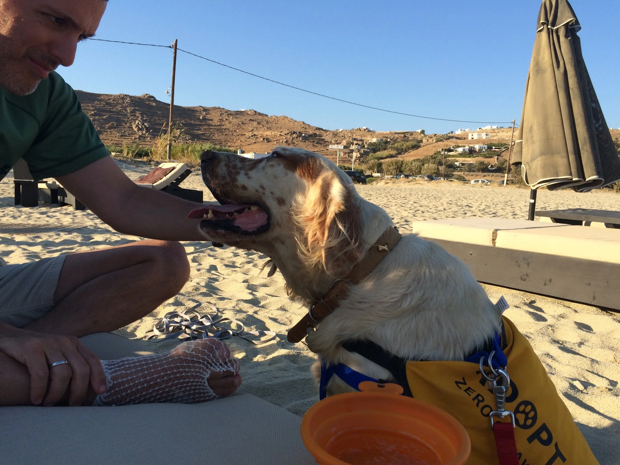 Rex English setter | Mykonos dog rescue and adoption | Luca Pisaroni and Cate Pisaroni