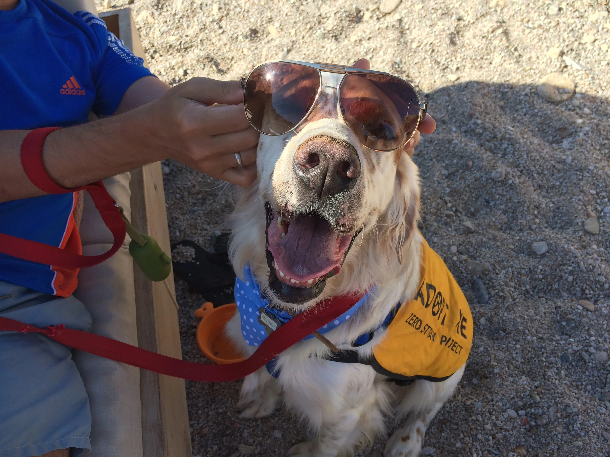 Rex English setter | Mykonos dog rescue and adoption | Luca Pisaroni and Cate Pisaroni