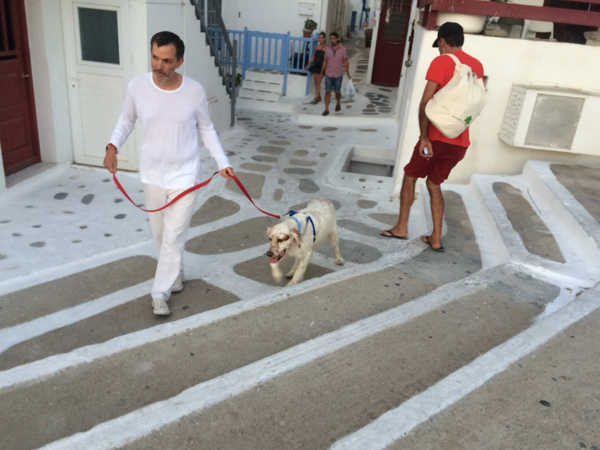 Rex English setter | Mykonos dog rescue and adoption | Luca Pisaroni and Cate Pisaroni