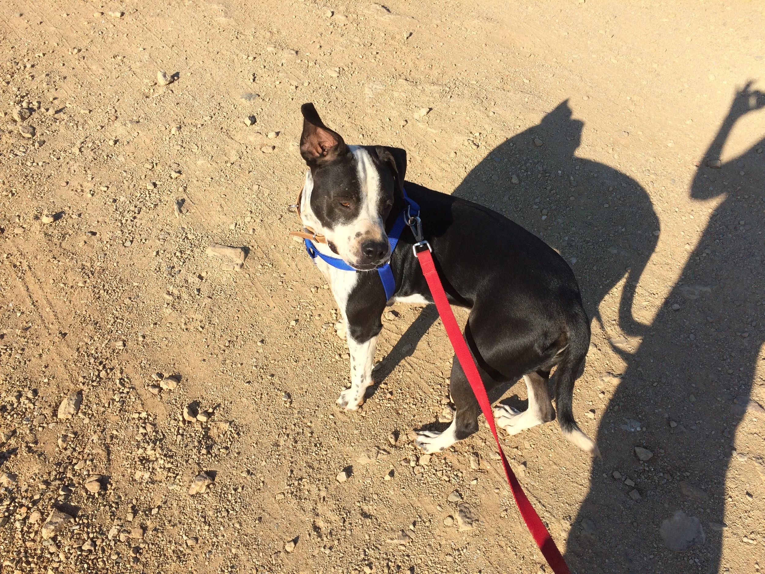 Julio Pitbull mix | Mykonos dog rescue and adoption