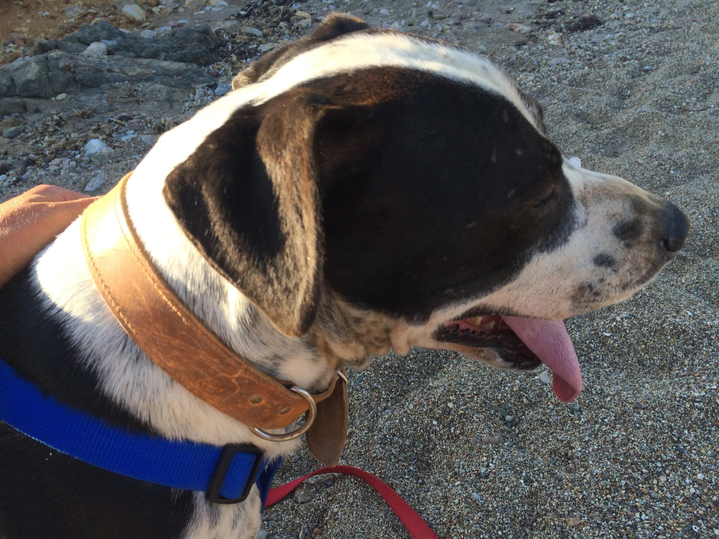Julio Pitbull mix | Mykonos dog rescue and adoption