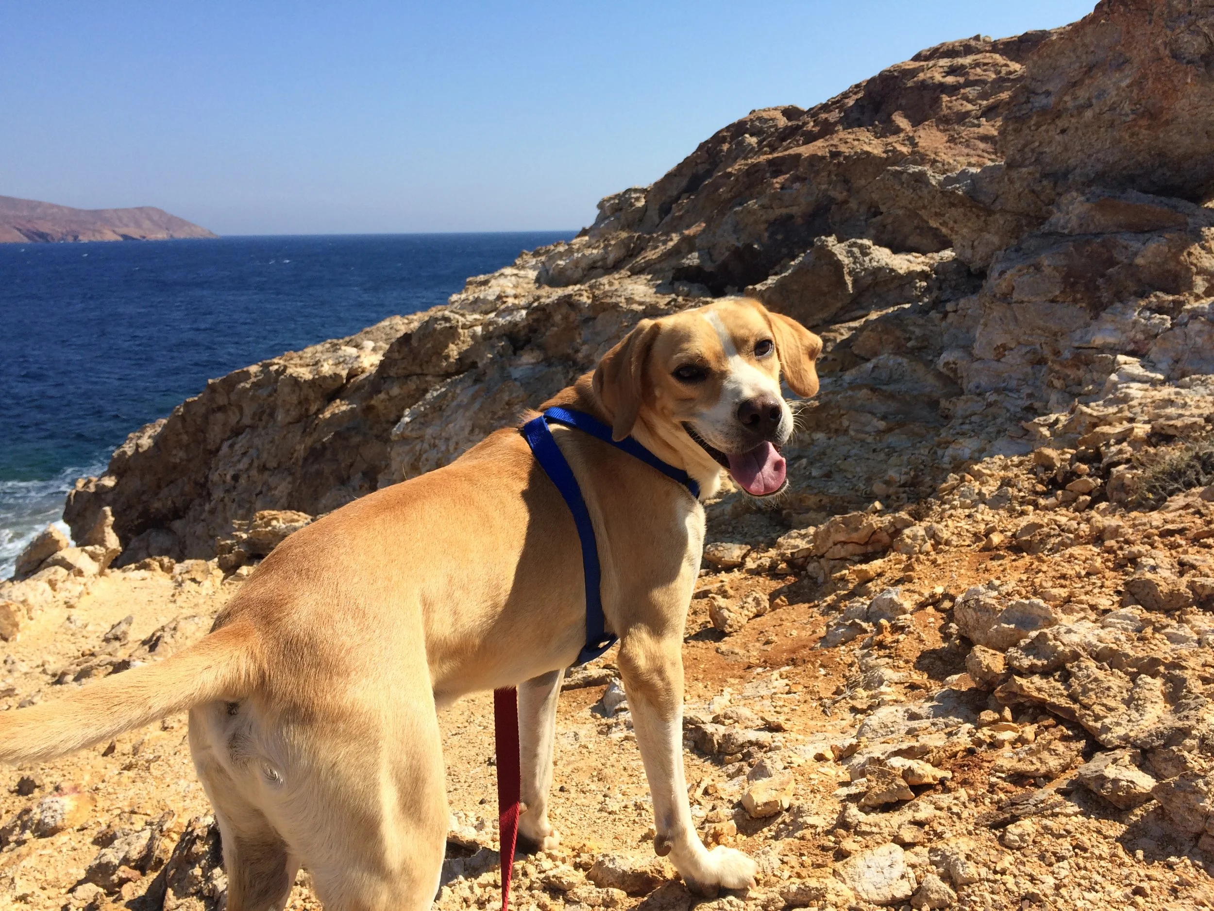 Coneli mix | Mykonos dog rescue and adoption