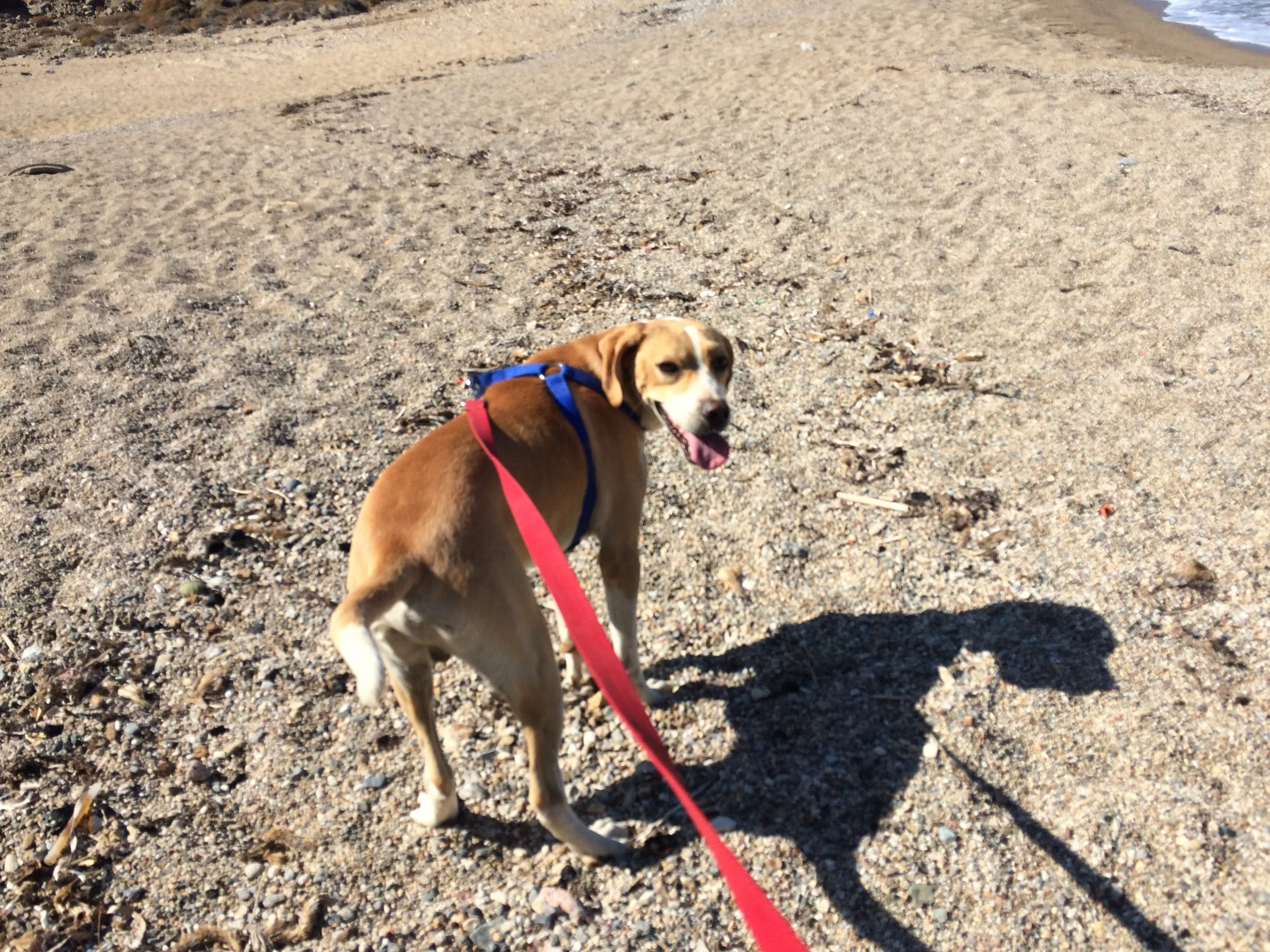 Coneli mix | Mykonos dog rescue and adoption