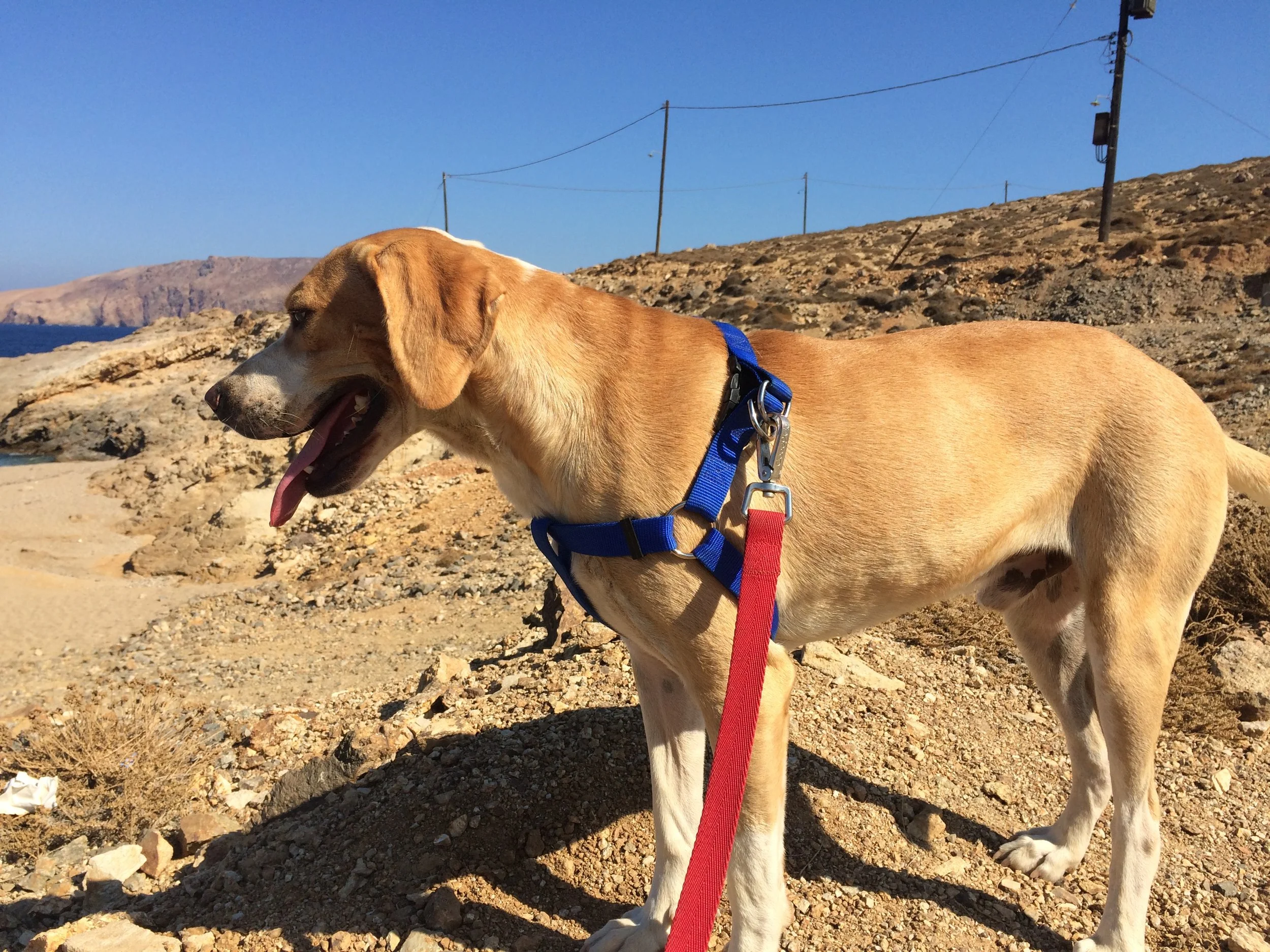 Coneli mix | Mykonos dog rescue and adoption