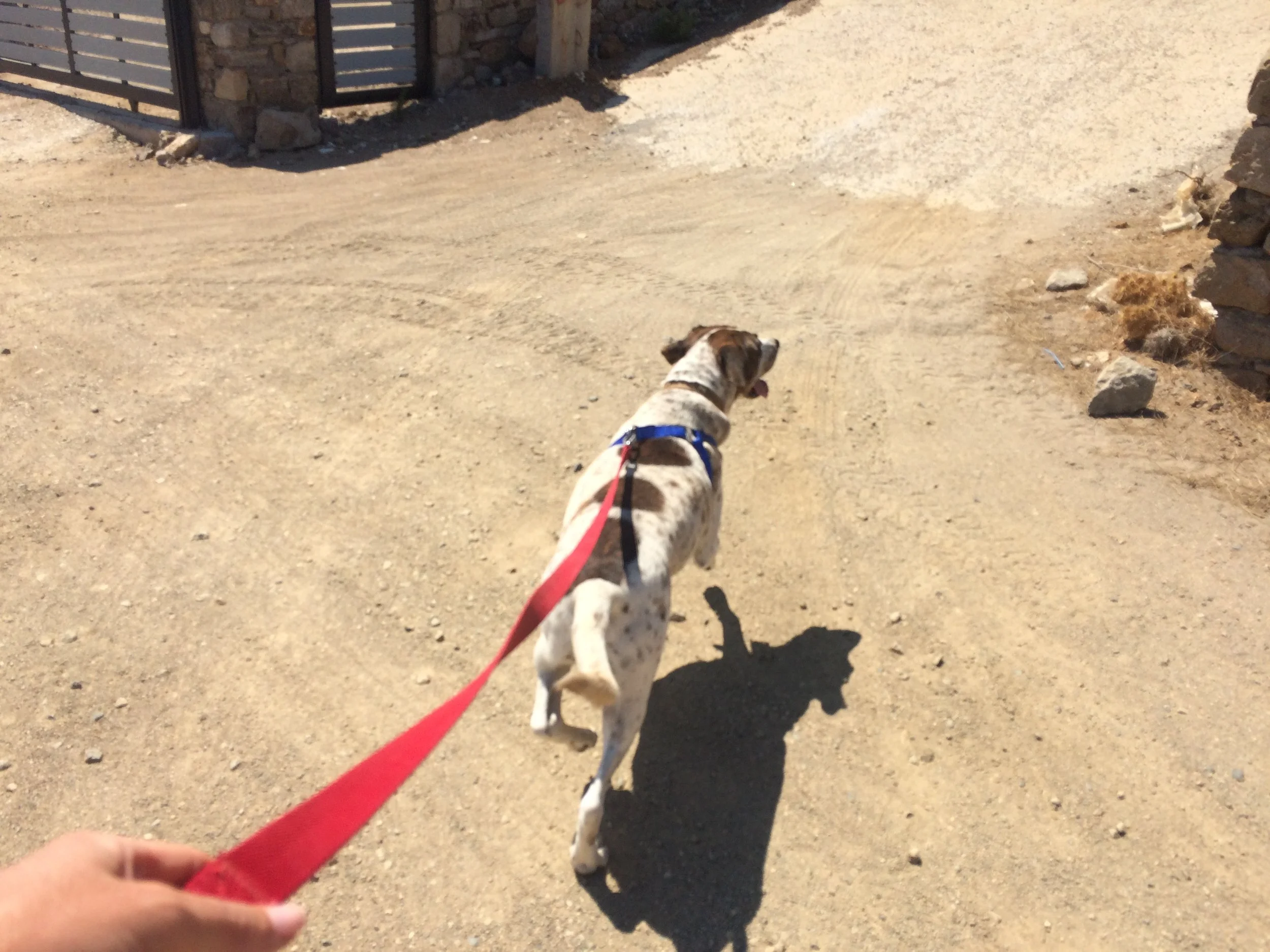 Alitis mix breed | Mykonos dog rescue and adoption | Medusa Gallery Athens