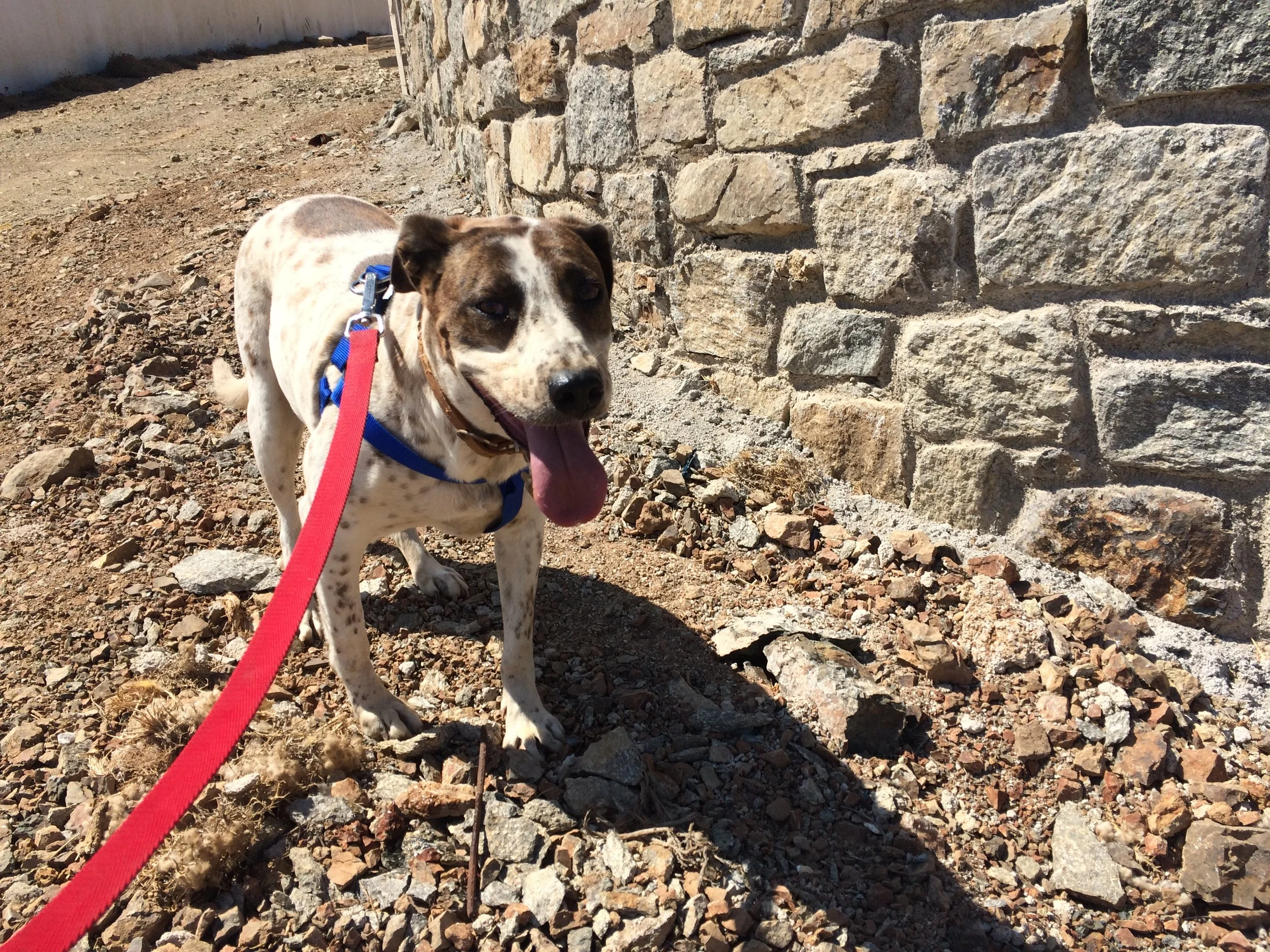 Alitis mix breed | Mykonos dog rescue and adoption | Medusa Gallery Athens