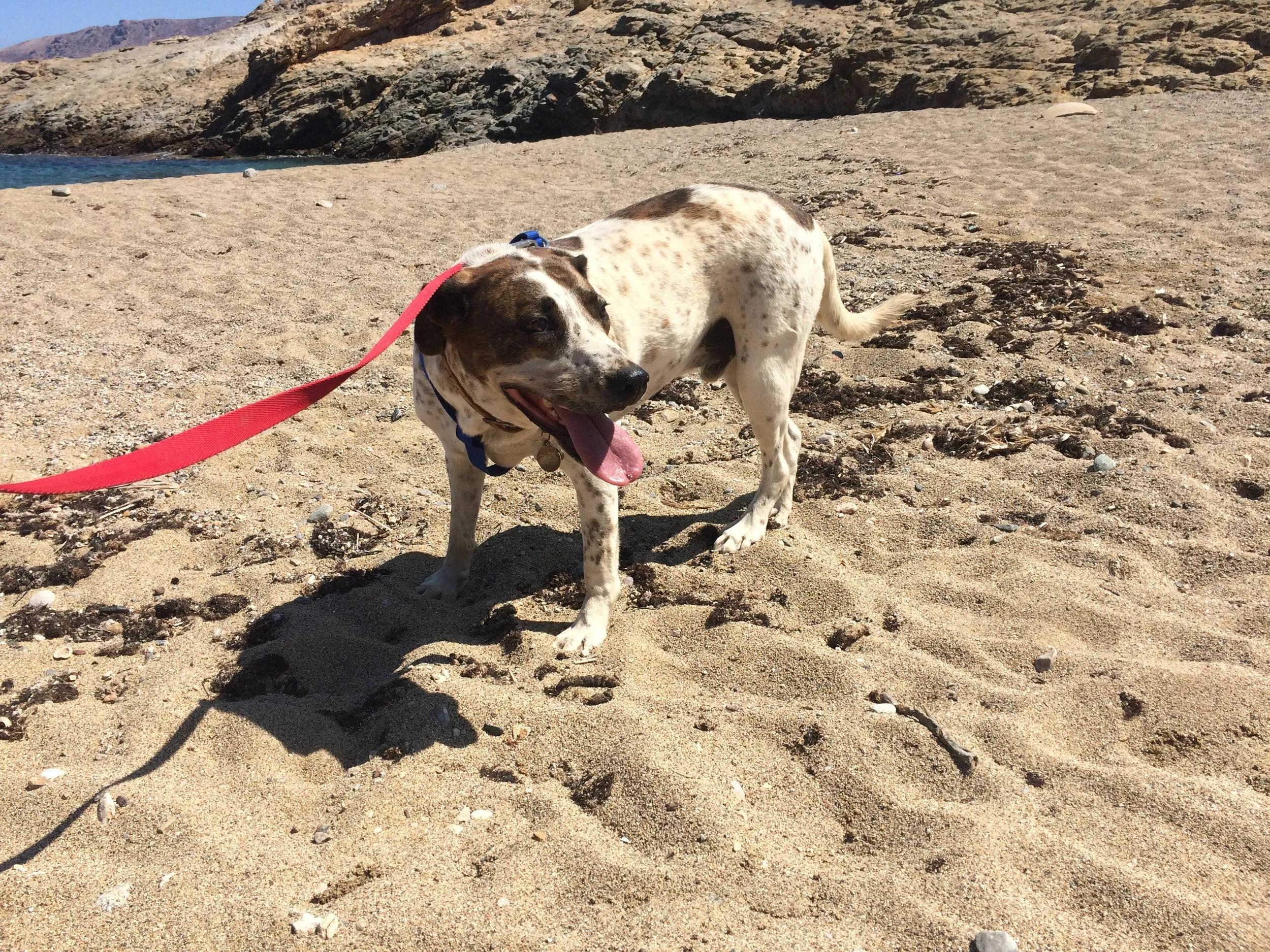 Alitis mix breed | Mykonos dog rescue and adoption | Medusa Gallery Athens