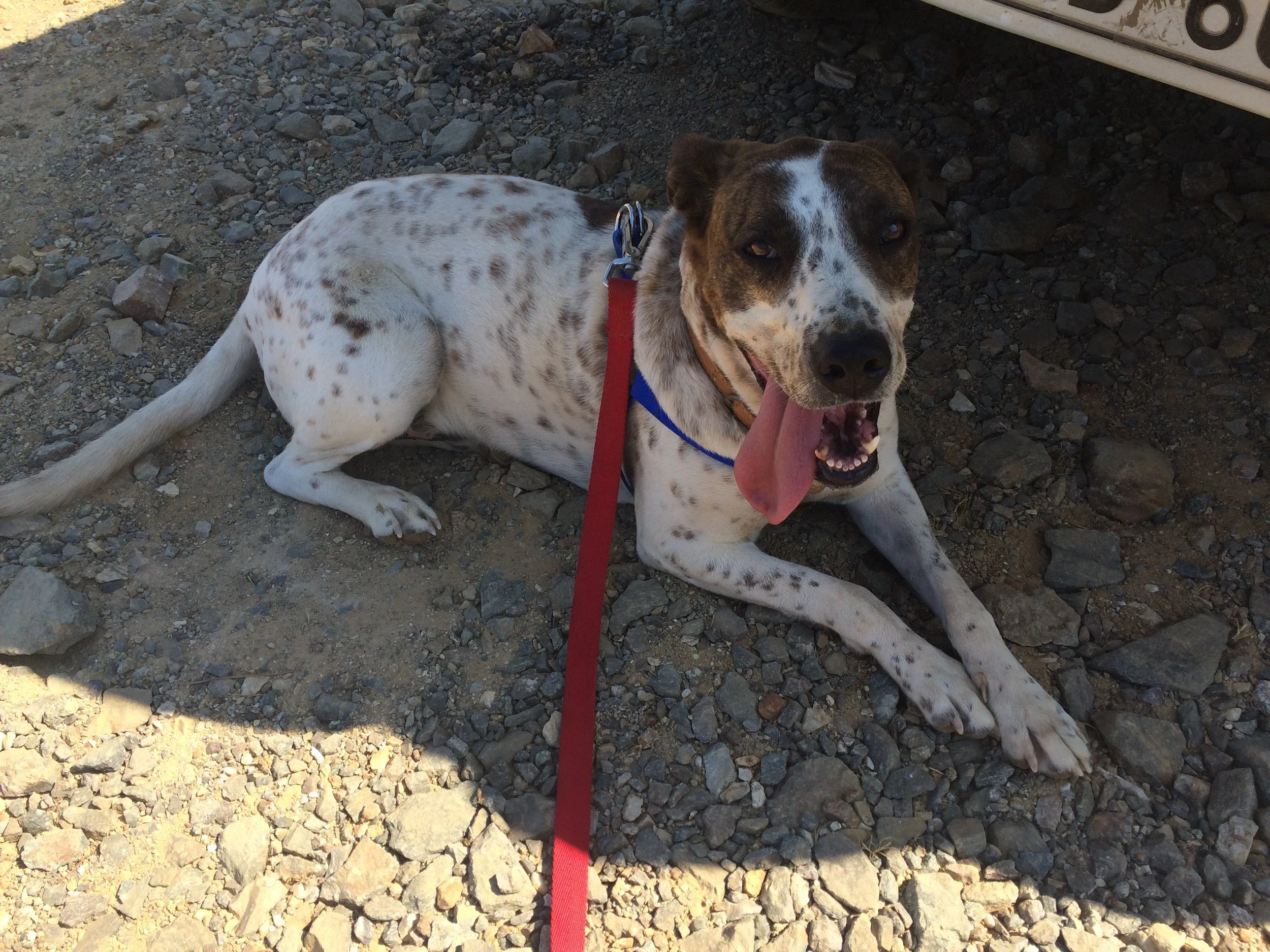 Alitis mix breed | Mykonos dog rescue and adoption | Medusa Gallery Athens