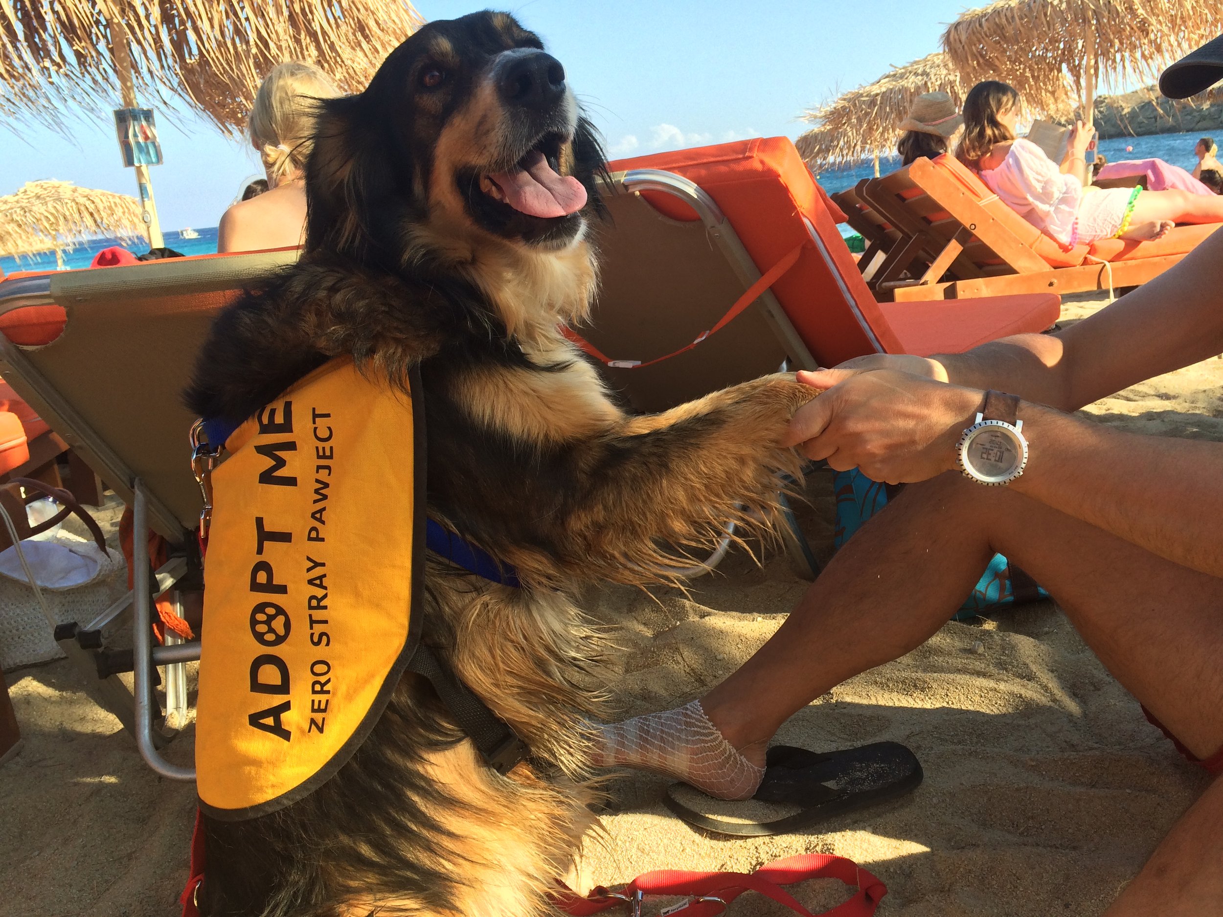 Star mix breed | Mykonos dog rescue and adoption | Nicolas Ioannidis Belvedere Hotel Mykonos
