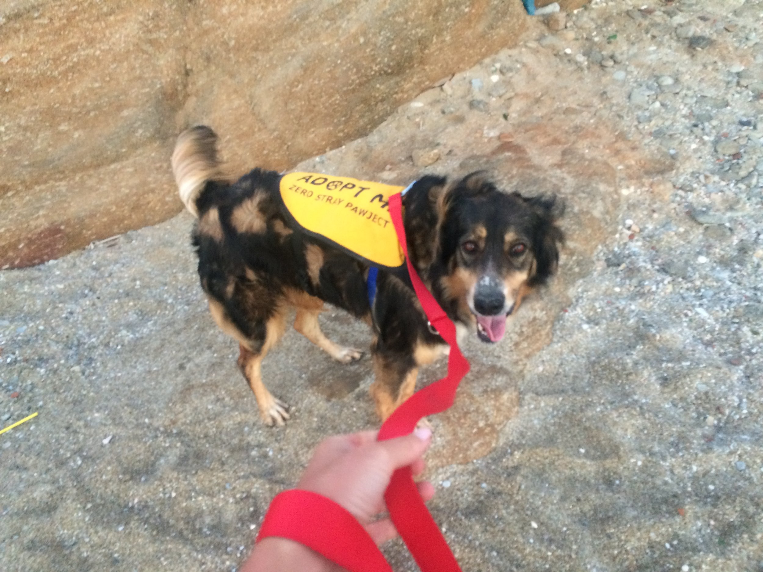 Star mix breed | Mykonos dog rescue and adoption | Nicolas Ioannidis Belvedere Hotel Mykonos