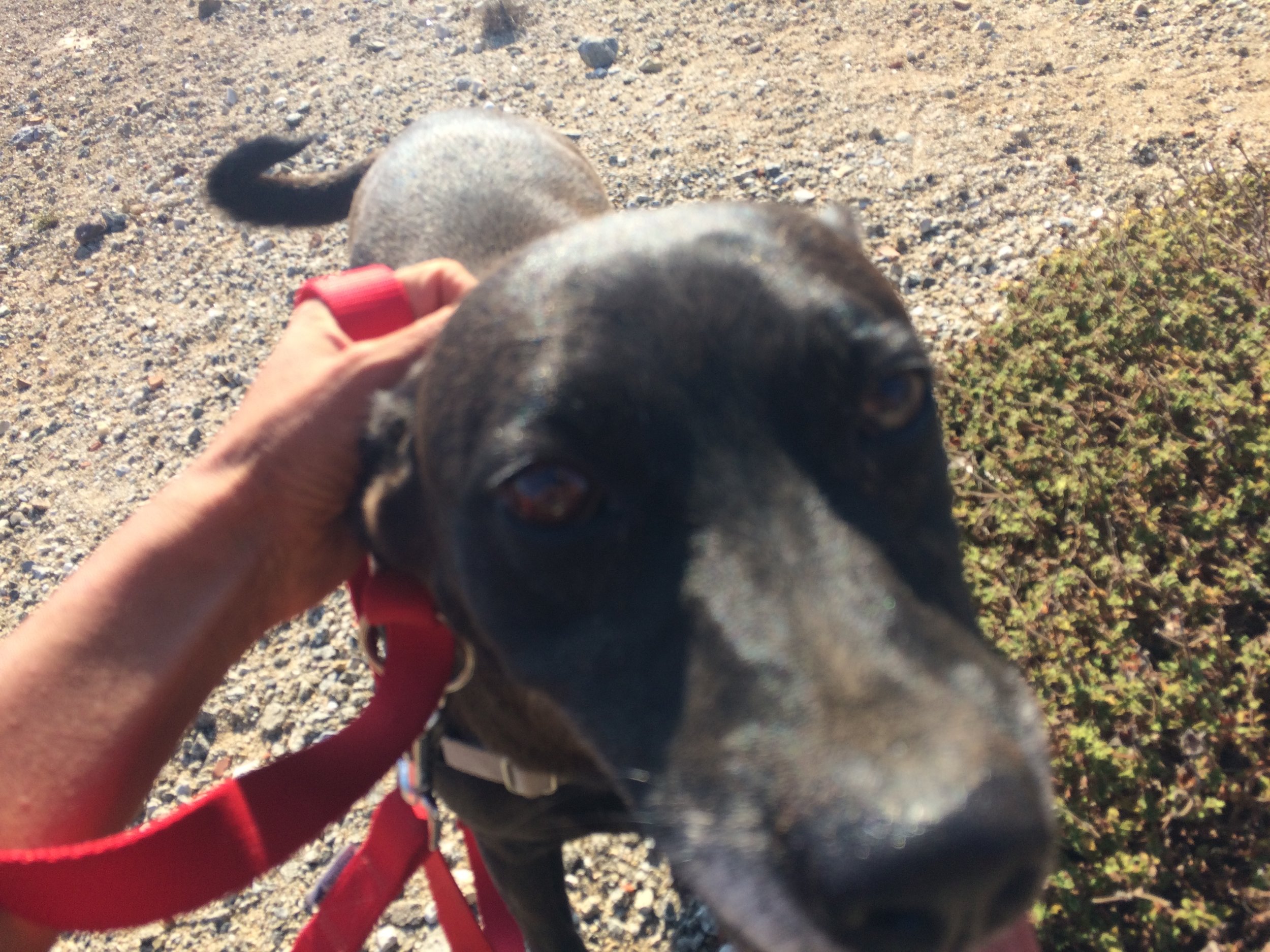 Sugar mix breed | Mykonos dog rescue and adoption 