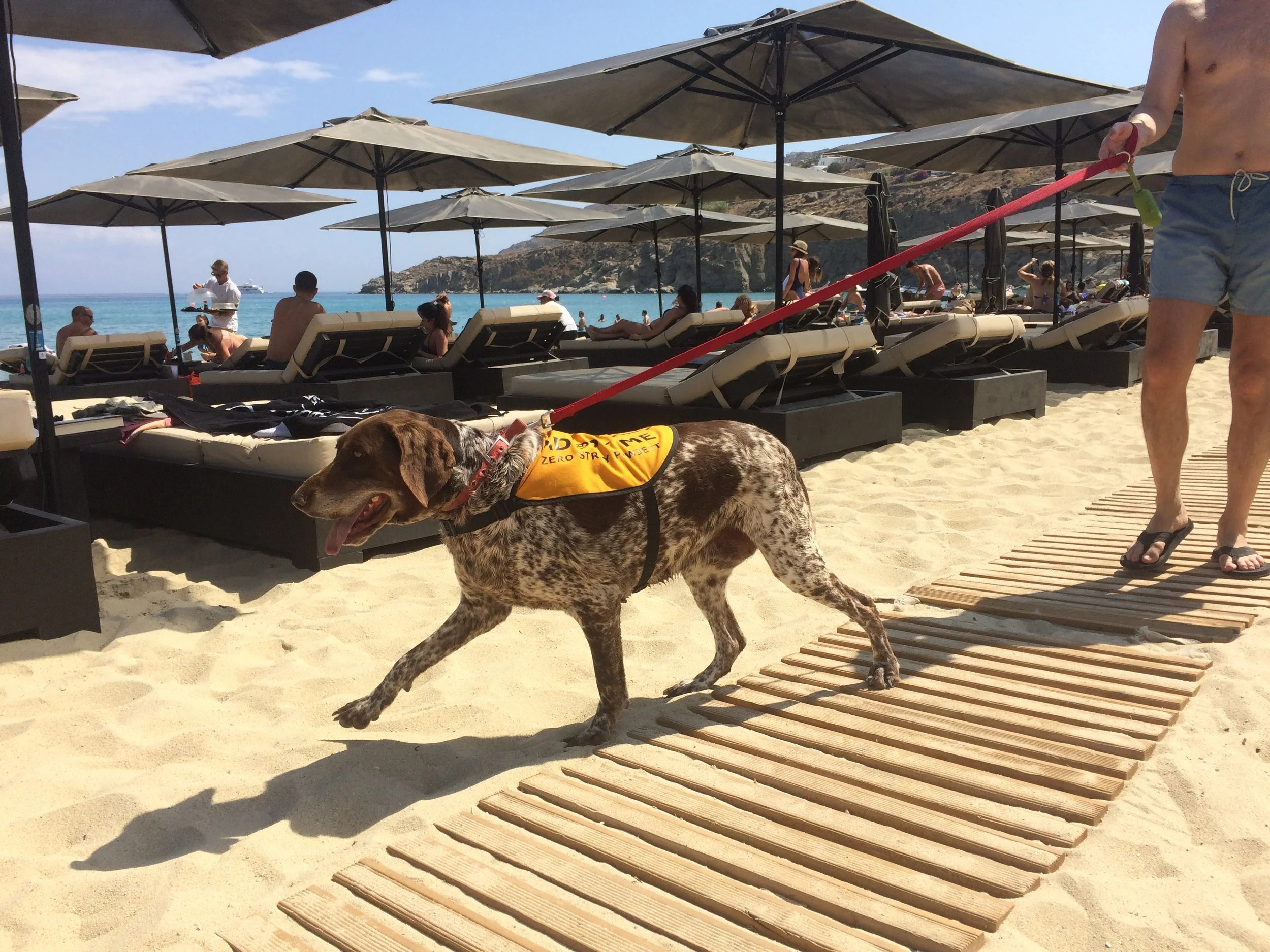 Victoria purebred hunting dog Kutcha | Mykonos dog rescue and adoption | Kelly Noguerol