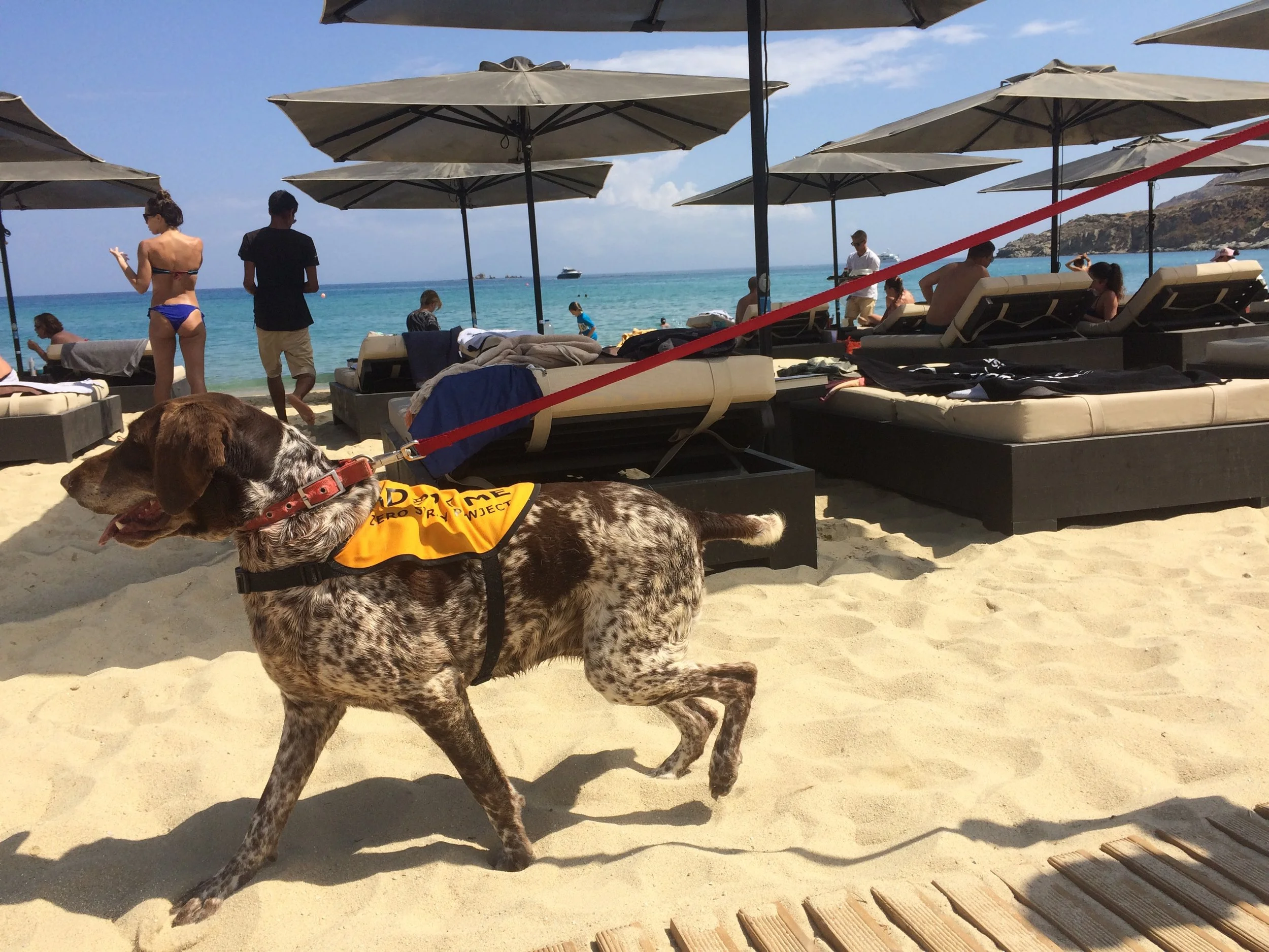 Victoria purebred hunting dog Kutcha | Mykonos dog rescue and adoption | Kelly Noguerol