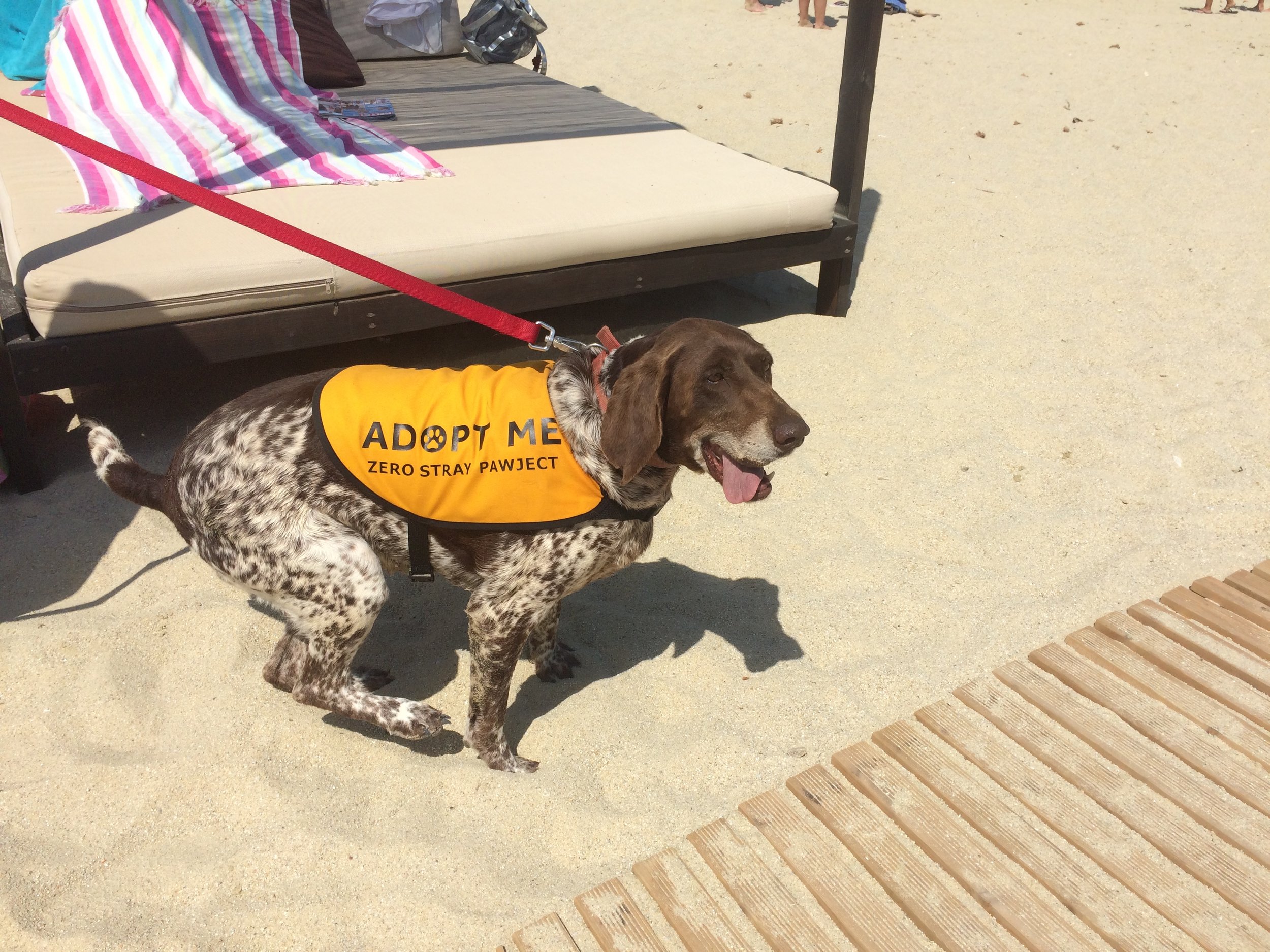 Victoria purebred hunting dog Kutcha | Mykonos dog rescue and adoption | Kelly Noguerol