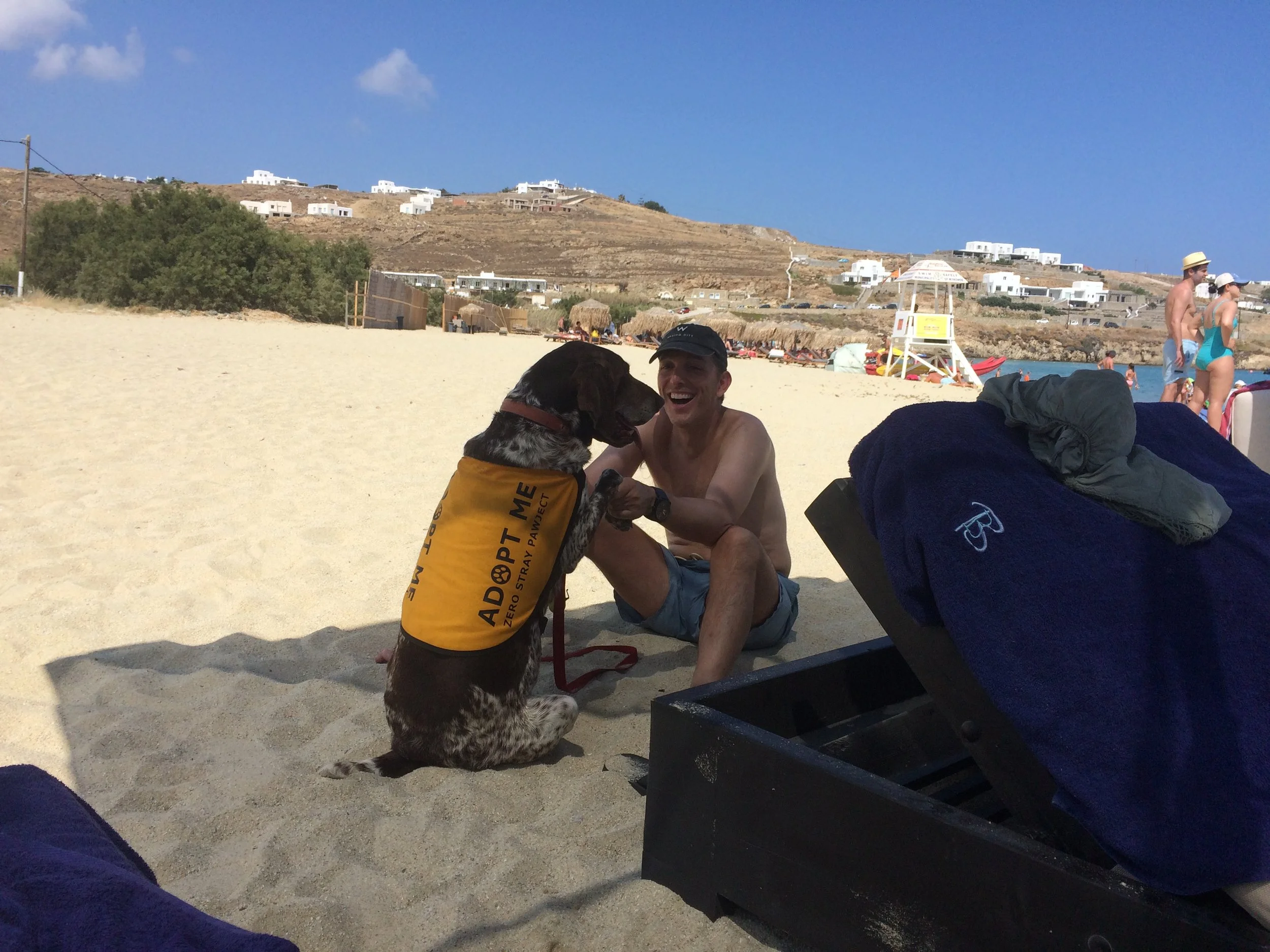 Victoria purebred hunting dog Kutcha | Mykonos dog rescue and adoption | Kelly Noguerol