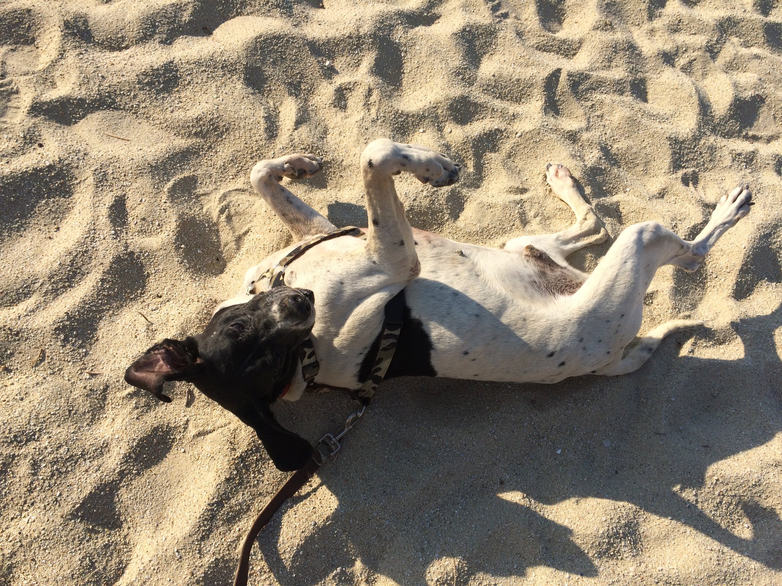 Pointerakos purebred pointer hunting dog | Mykonos dog rescue and adoption | Evie Rossopoulou | Koray User