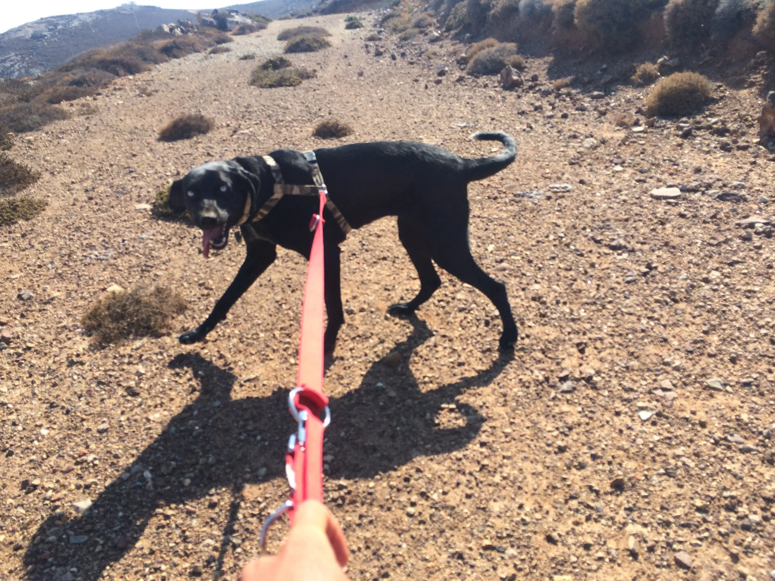Tyson mix | Mykonos dog rescue and adoption | Stephen Golden | Claudia Golden