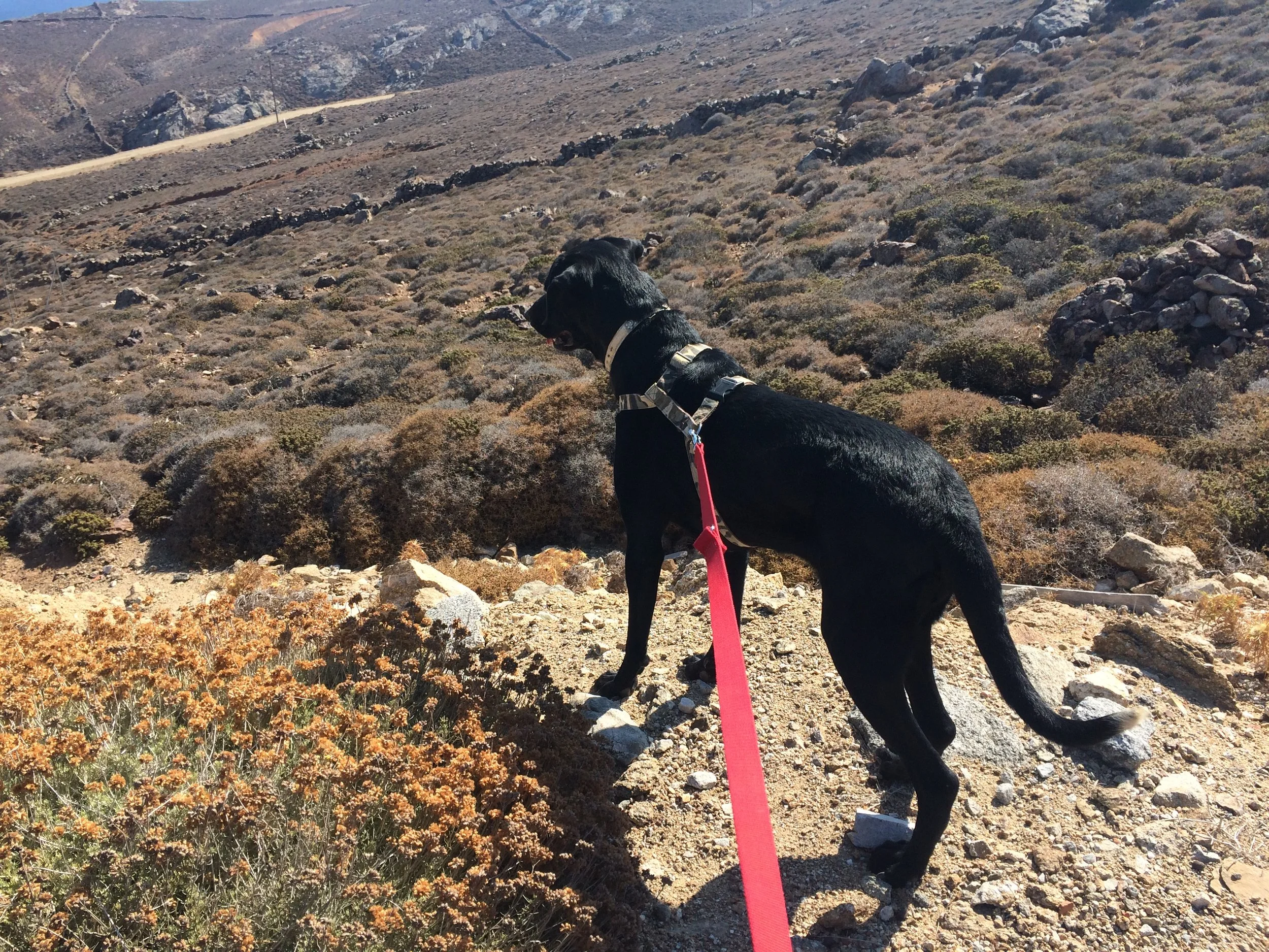 Tyson mix | Mykonos dog rescue and adoption | Stephen Golden | Claudia Golden