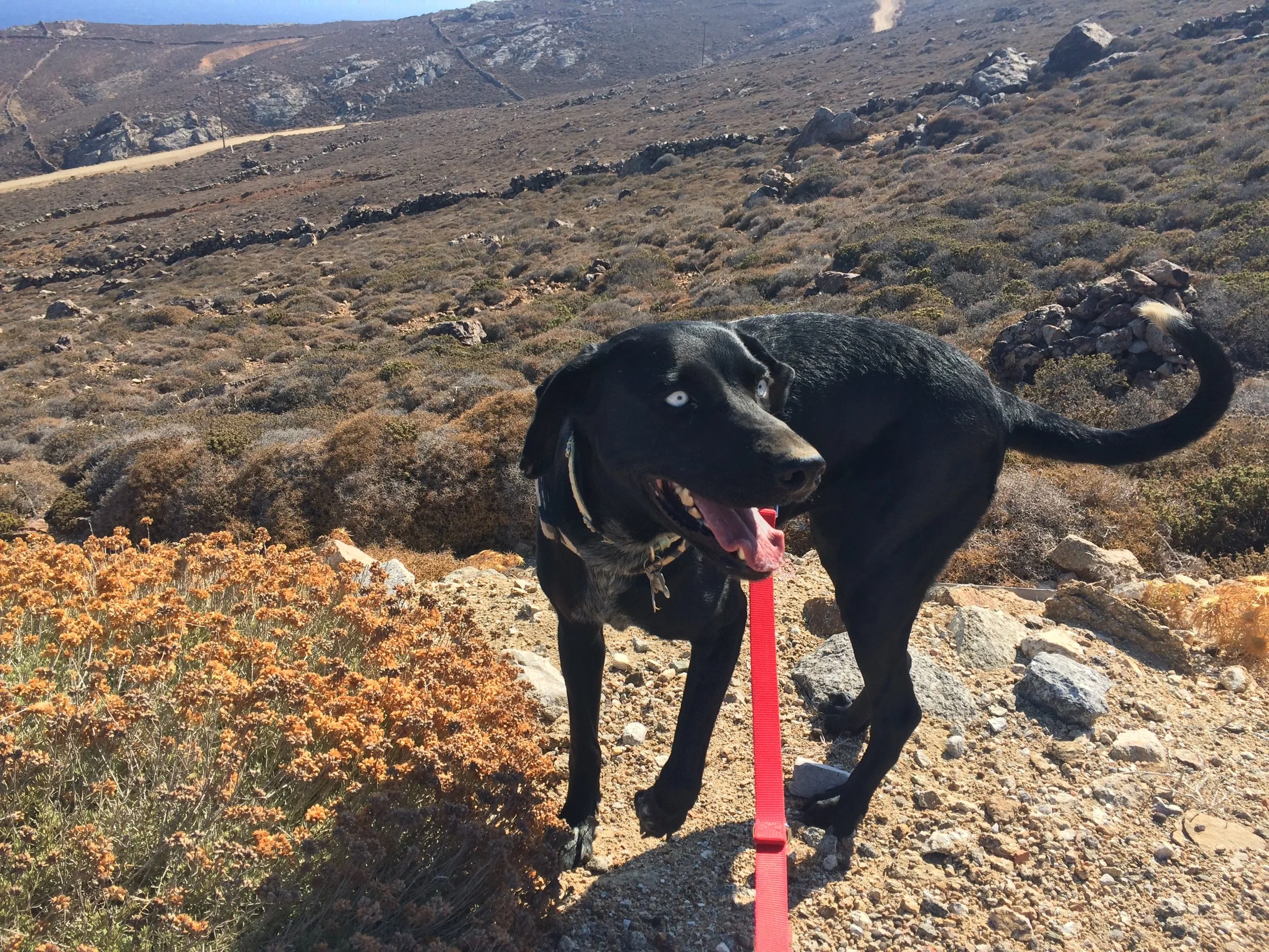 Oregana mix | Mykonos dog rescue and adoption 